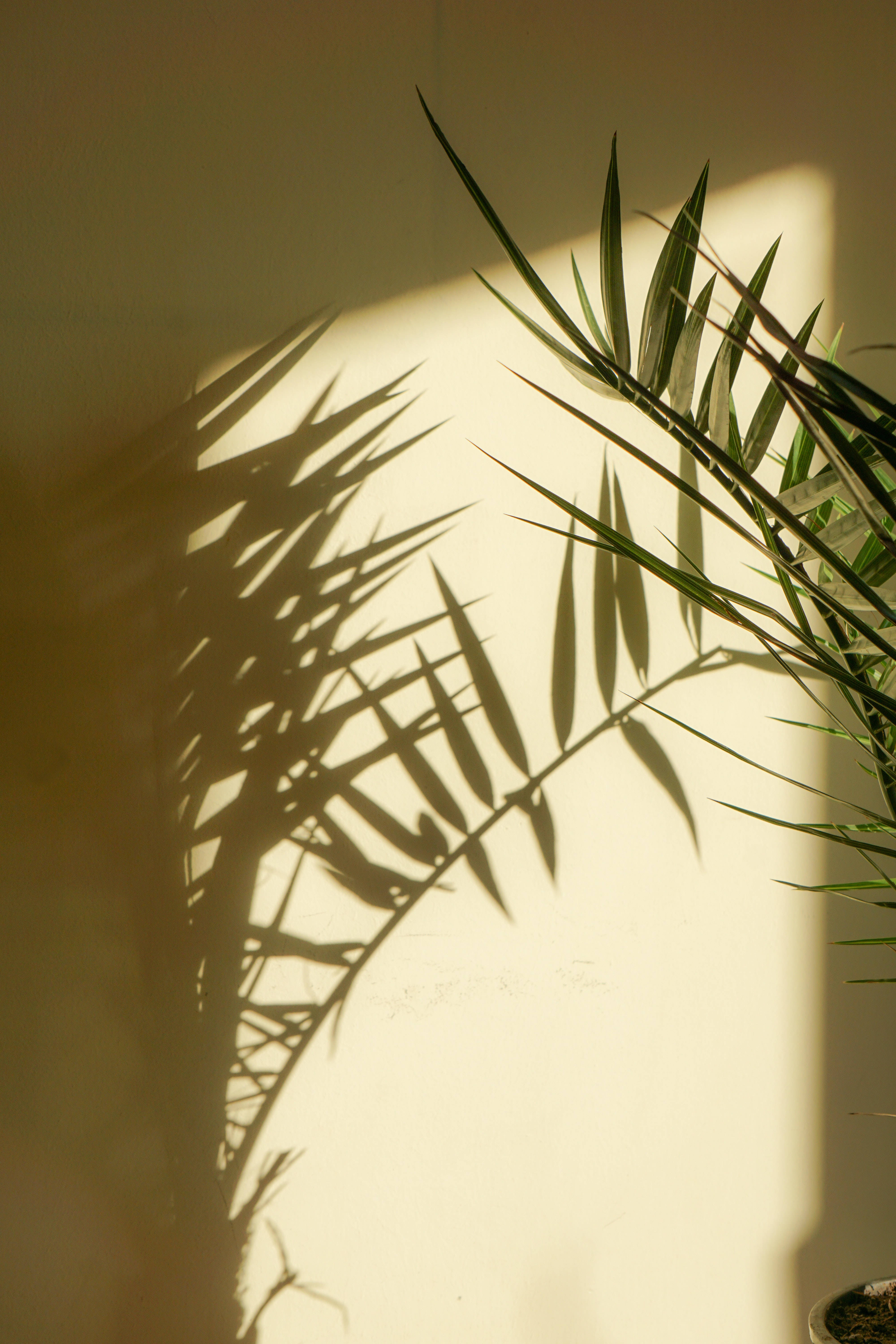 Palm Angels, palm fronds, golden sunlight, 5K Phone Wallpaper