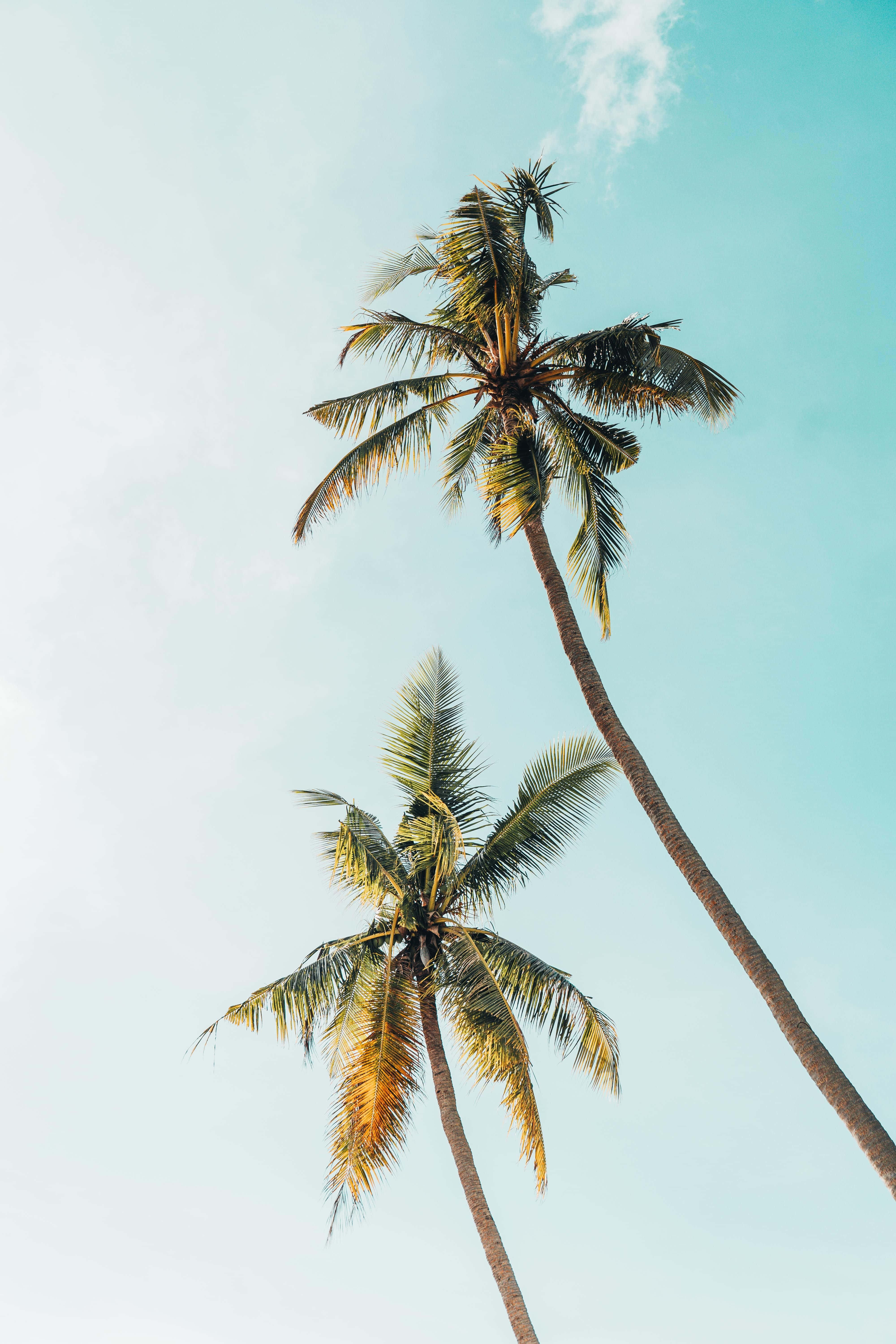 palm tree, sunrise, paradise, 5K Phone Wallpaper