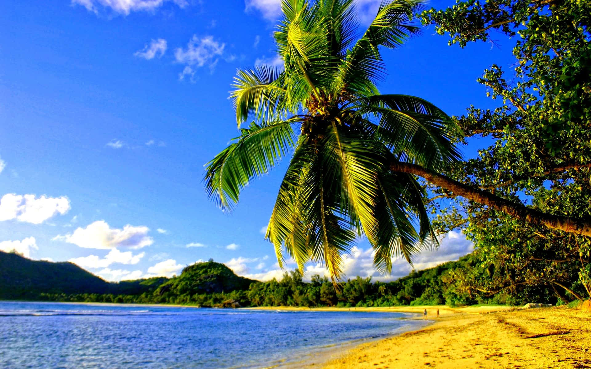Palm Beach, turquoise waters, golden sand, Full HD Desktop Wallpaper