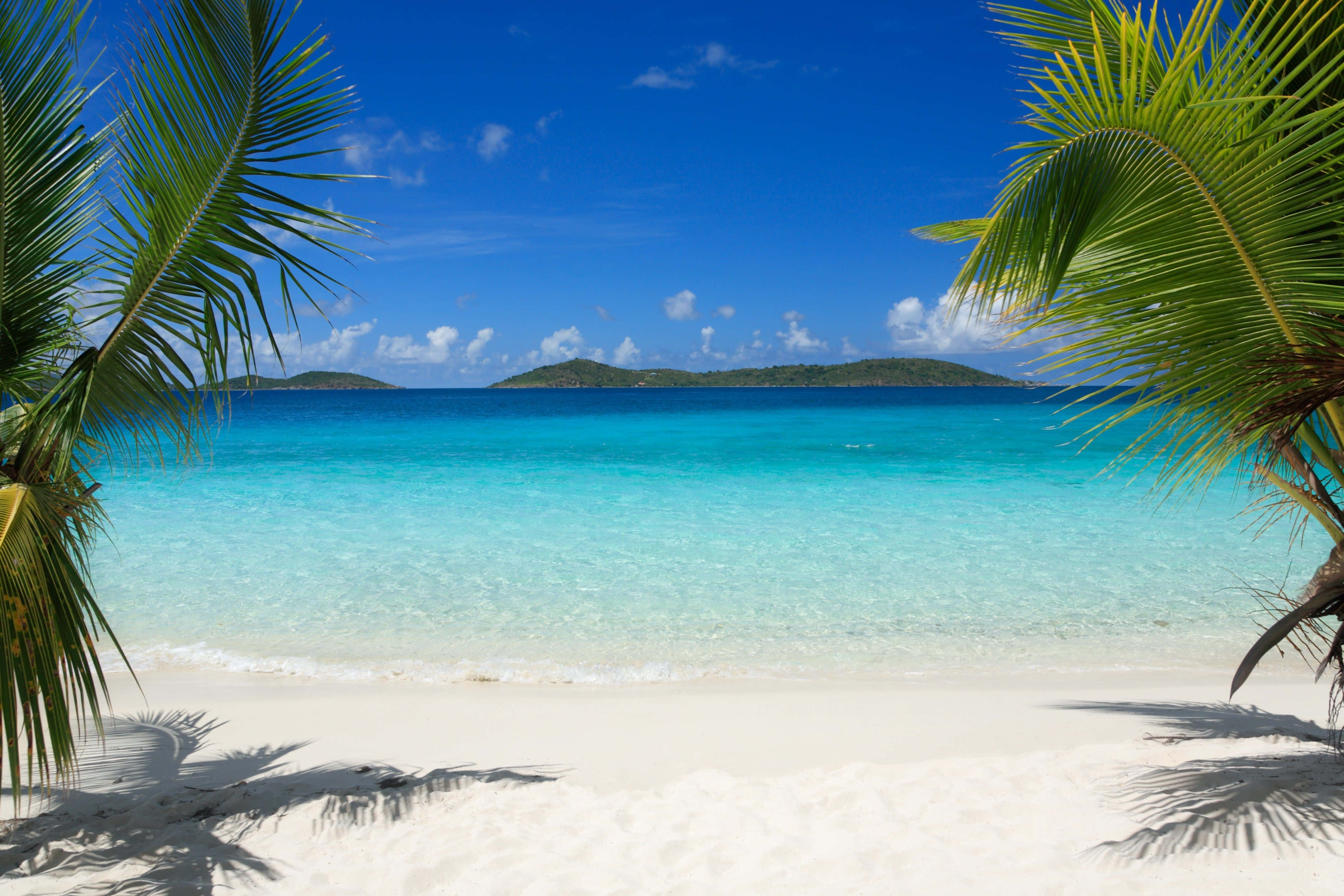 Palm Beach, tropical paradise, palm fronds, 4K Desktop Wallpaper
