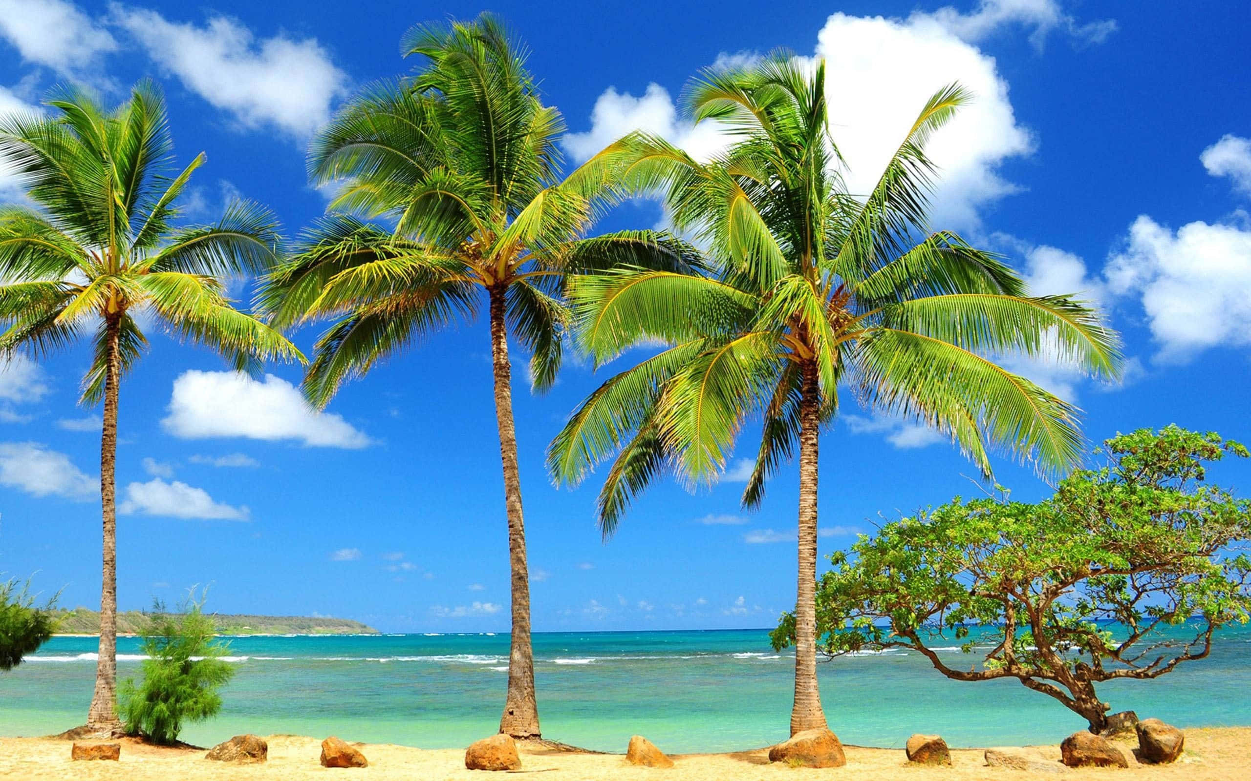 Palm Beach, palm trees, tropical beach, 2K Desktop Wallpaper