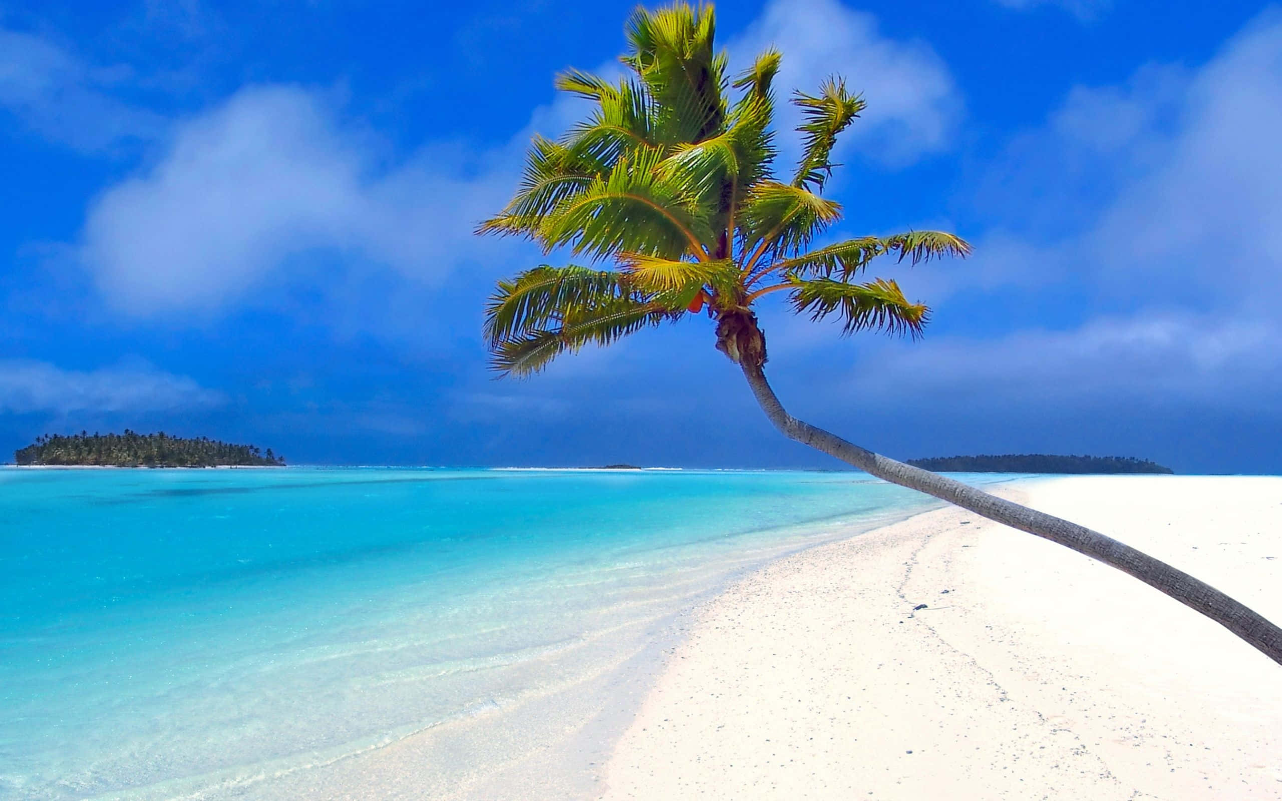 Palm Beach, white sand, turquoise waters, 2K Desktop Wallpaper