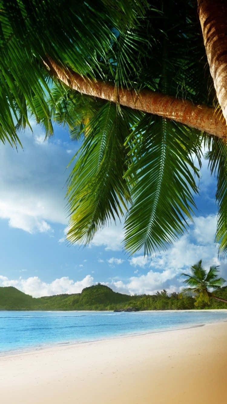 Palm Beach, palm fronds, turquoise ocean, HD Phone Wallpaper