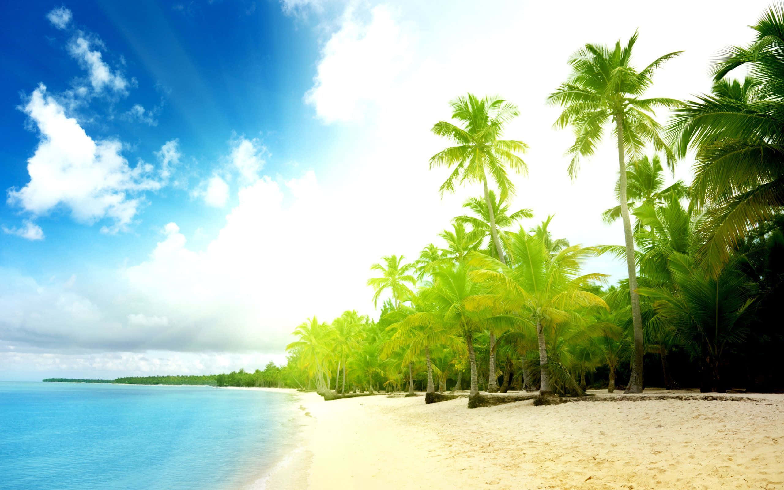 Palm Beach, white sand, turquoise water, 2K Desktop Wallpaper