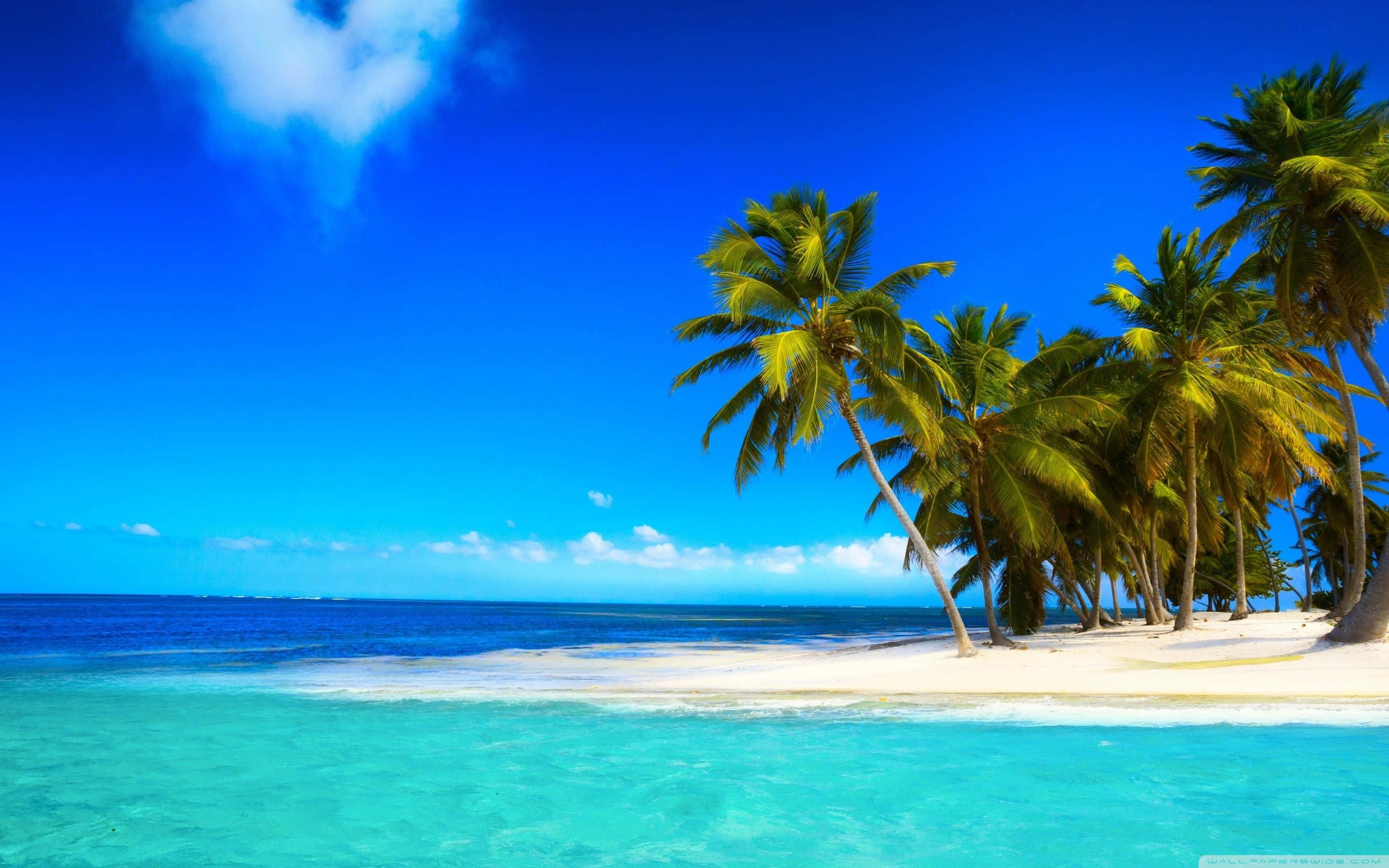 Palm Beach, turquoise waters, white sand, 2K Desktop Wallpaper