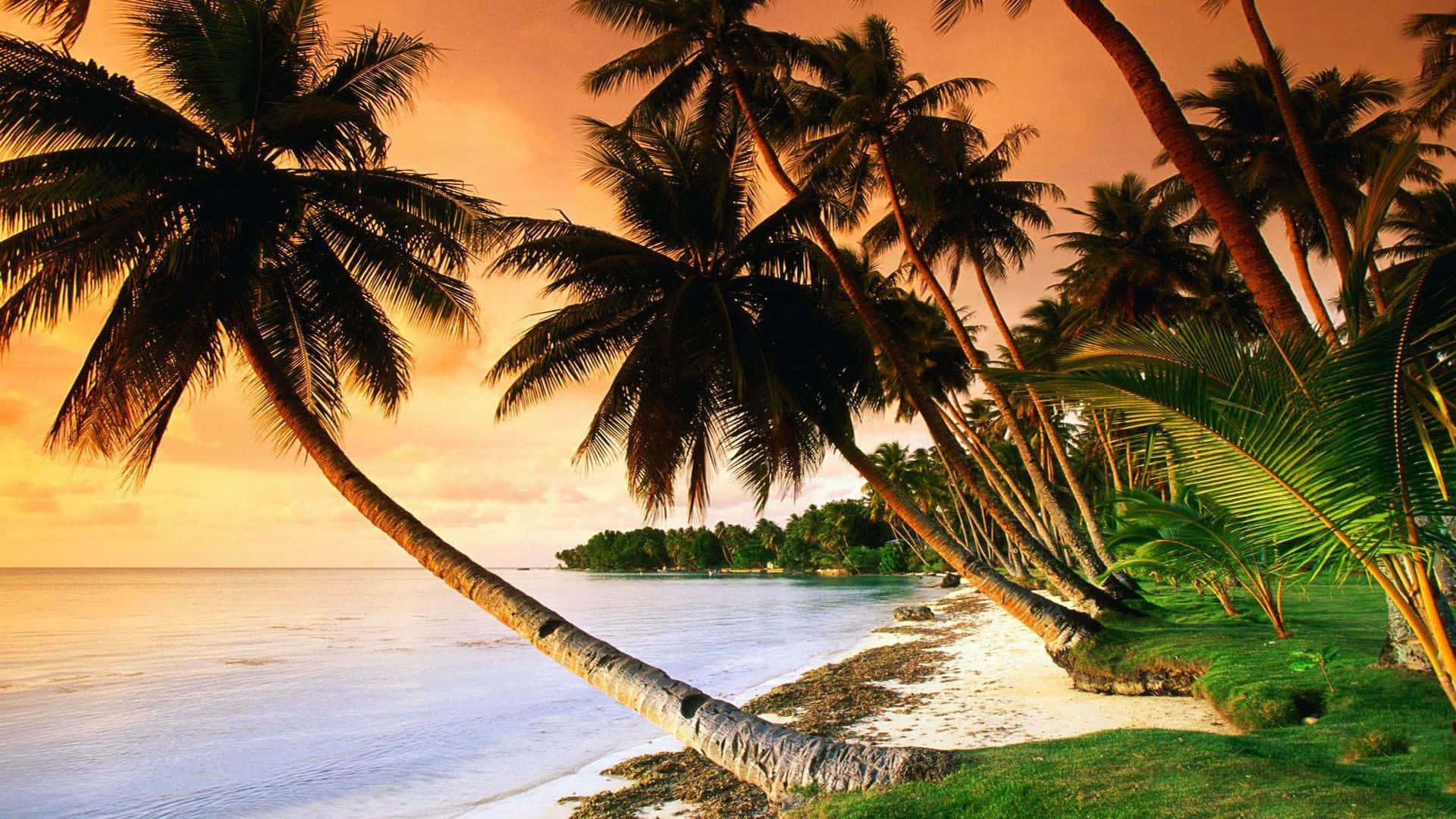 Palm Beach, tropical sunset, palm trees, Full HD Desktop Wallpaper