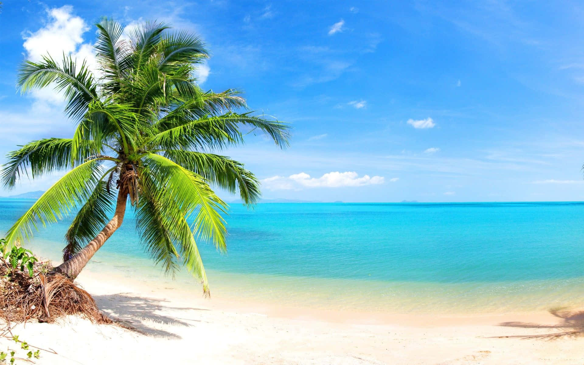 Palm Beach, palmera playa, white sand beach, Full HD Desktop Wallpaper