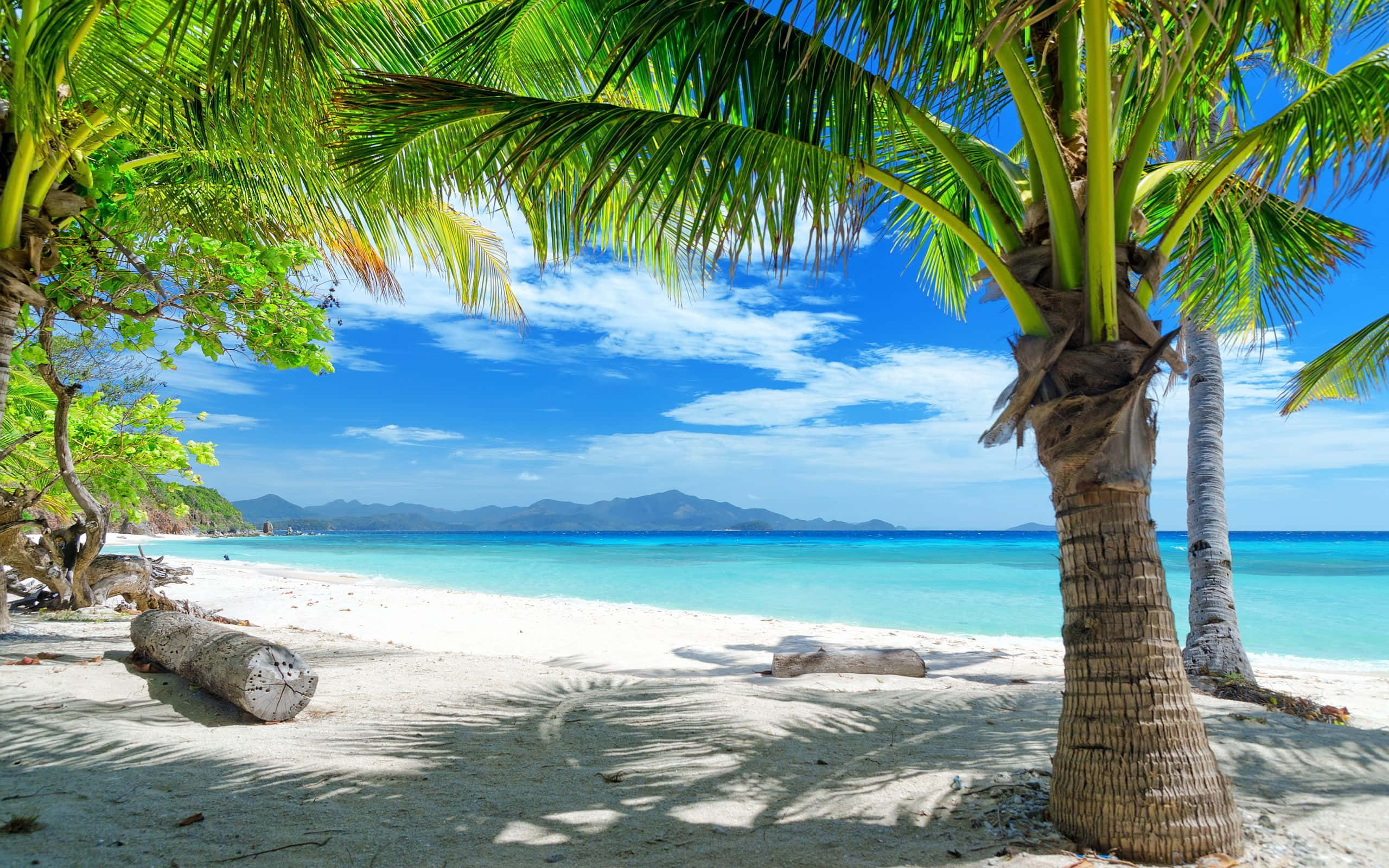Palm Beach, tropical beach, palm trees, 2K Desktop Wallpaper