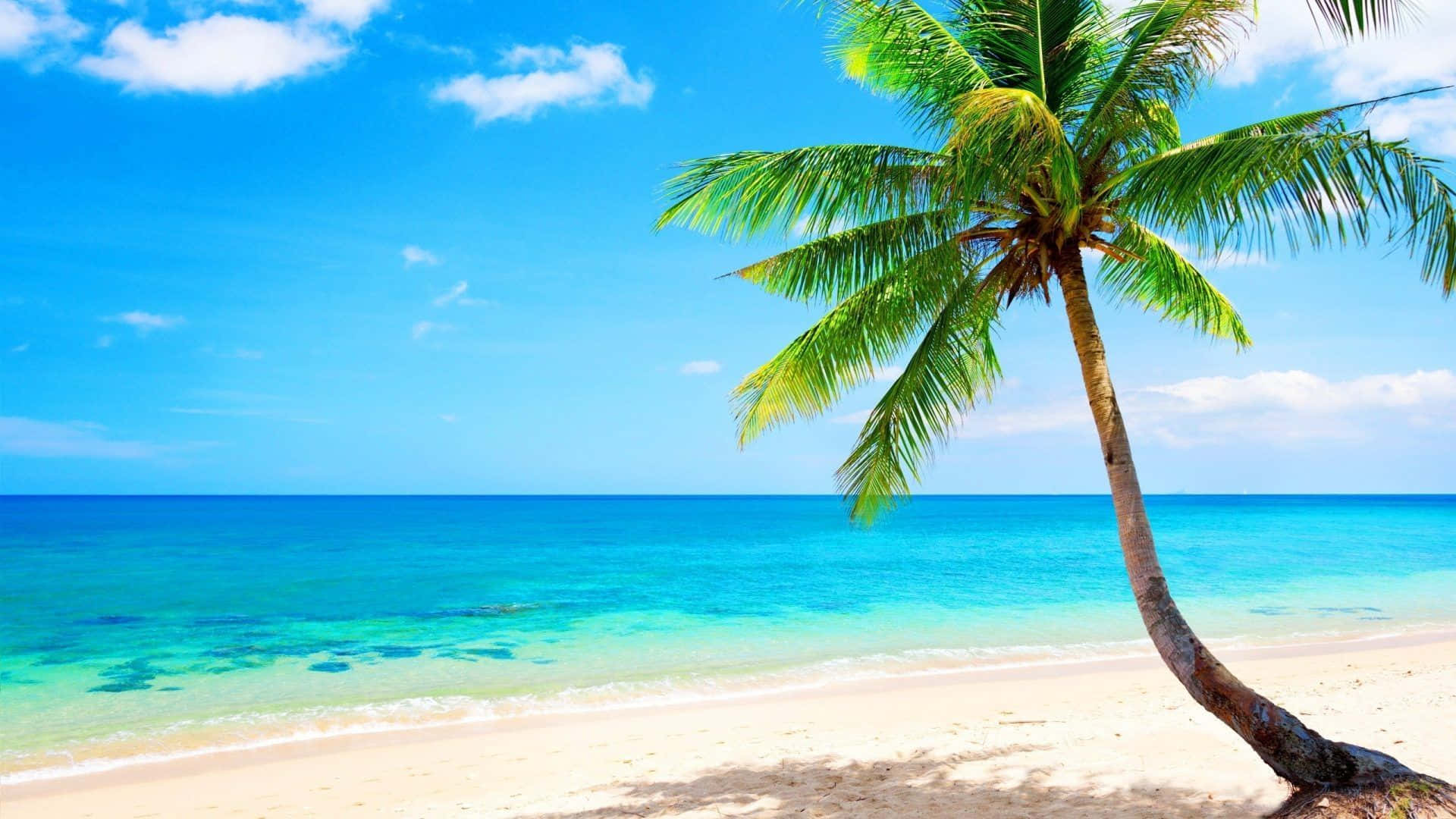 Palm Beach, crystal-clear blue ocean water, turquoise waters, Full HD Desktop Wallpaper