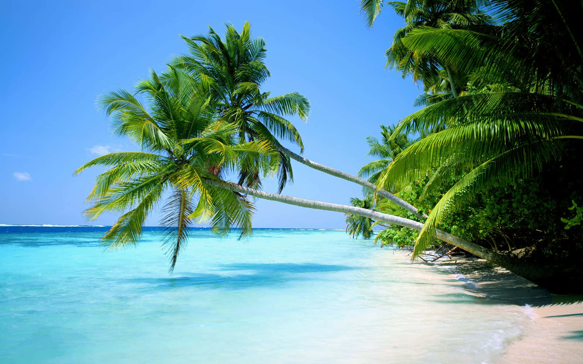 Palm Beach, turquoise waters, white sand beach, Full HD Desktop Wallpaper