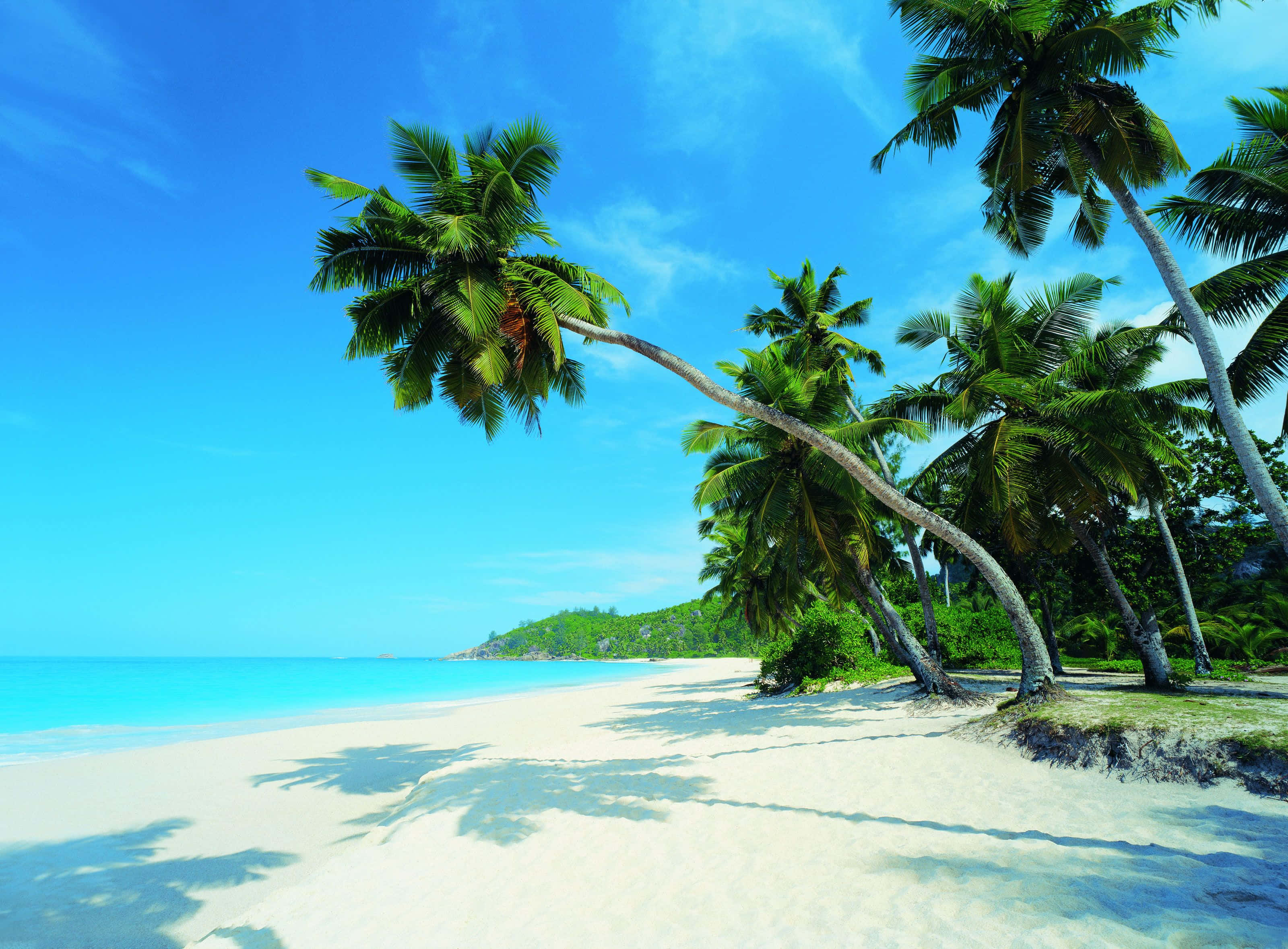 Palm Beach, white sand, turquoise water, 2K Desktop Wallpaper