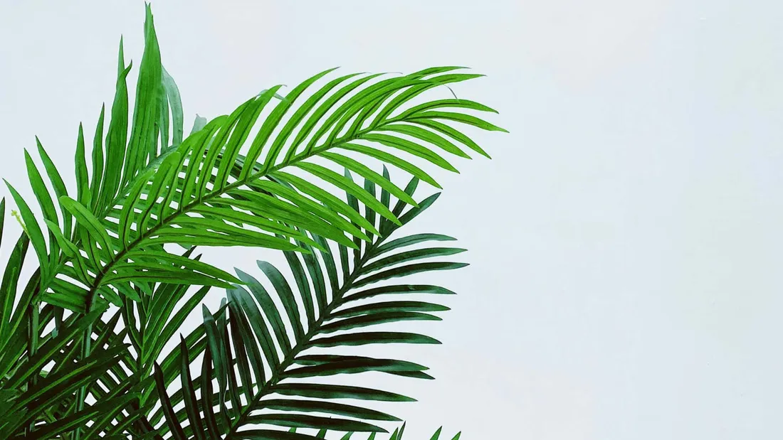 Palm Frond