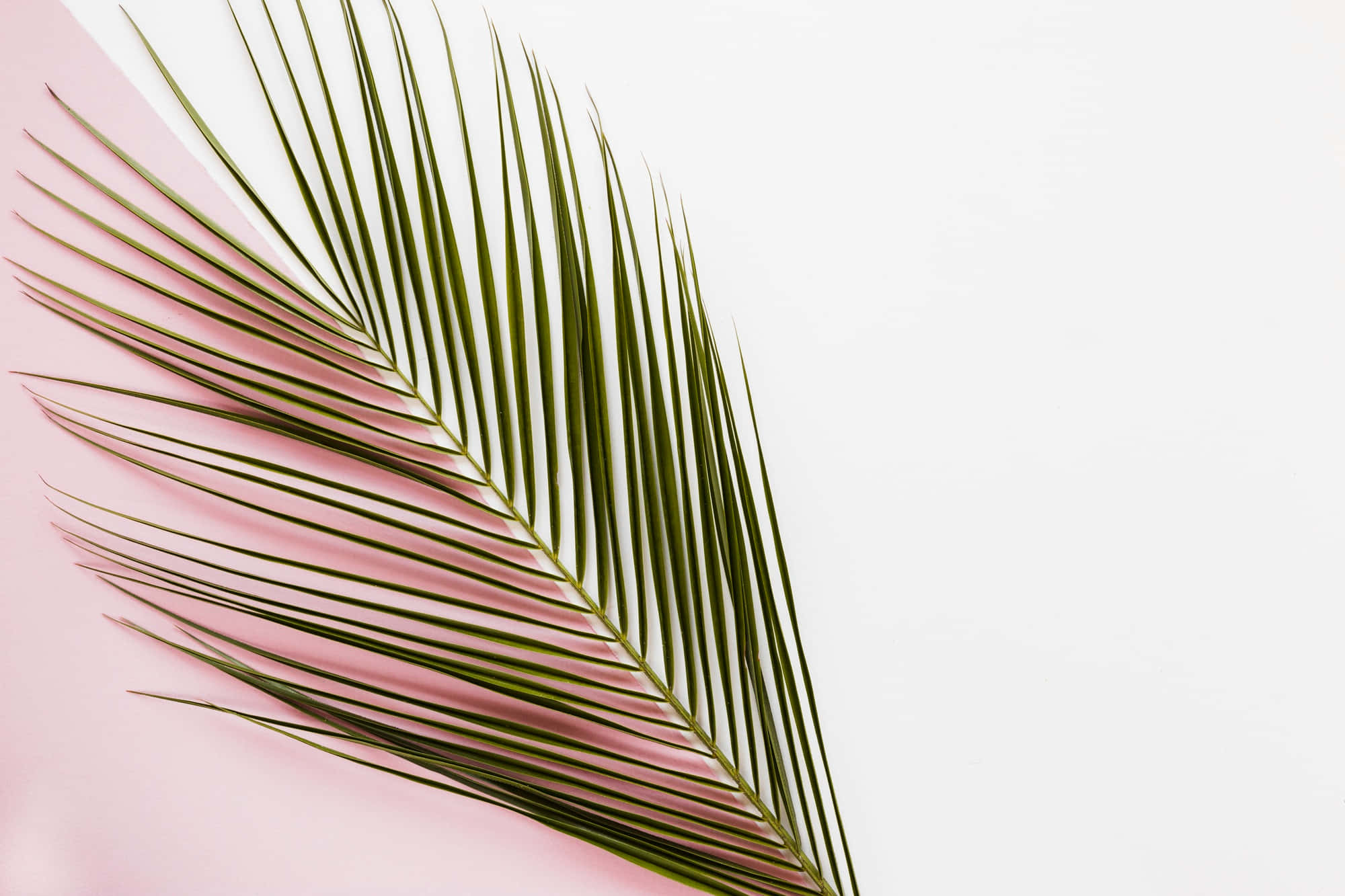 Palm Frondon, pink background, white background, Full HD Desktop Wallpaper