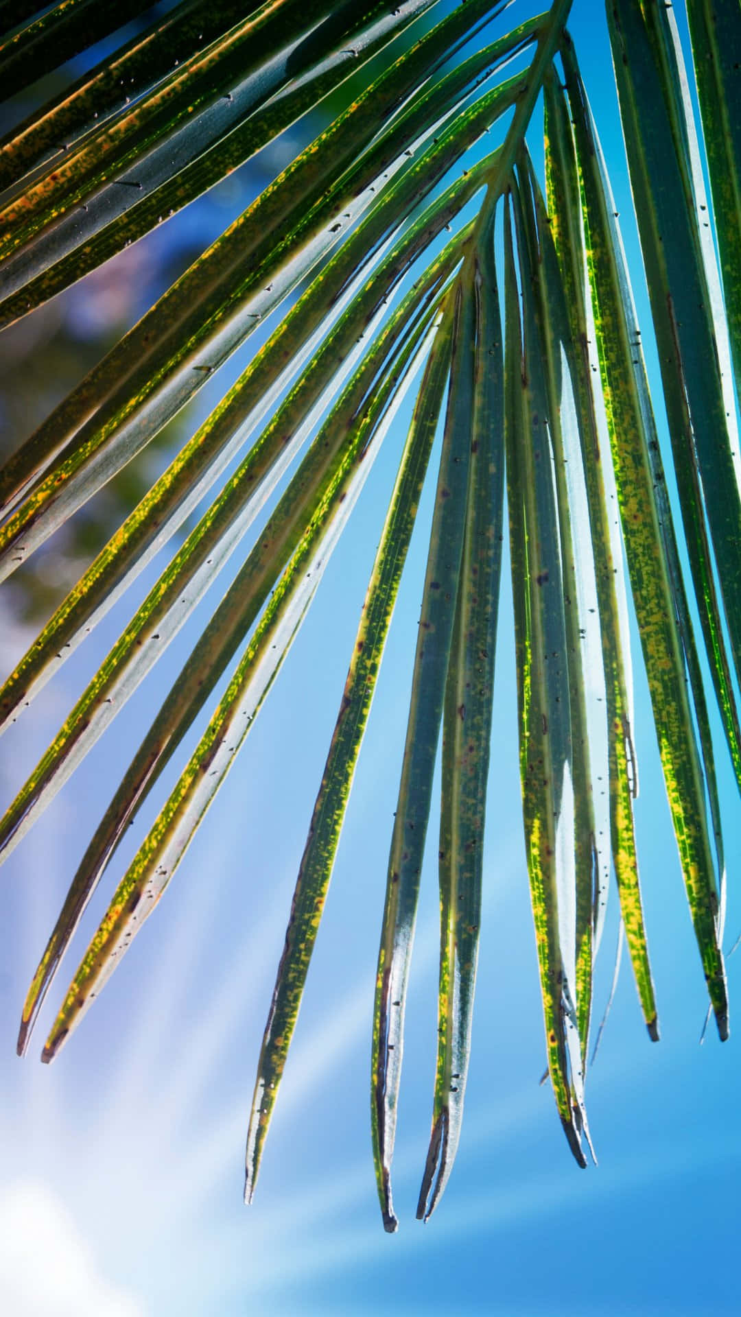 palm frond, dew drops, vibrant blue sky, Full HD Phone Wallpaper