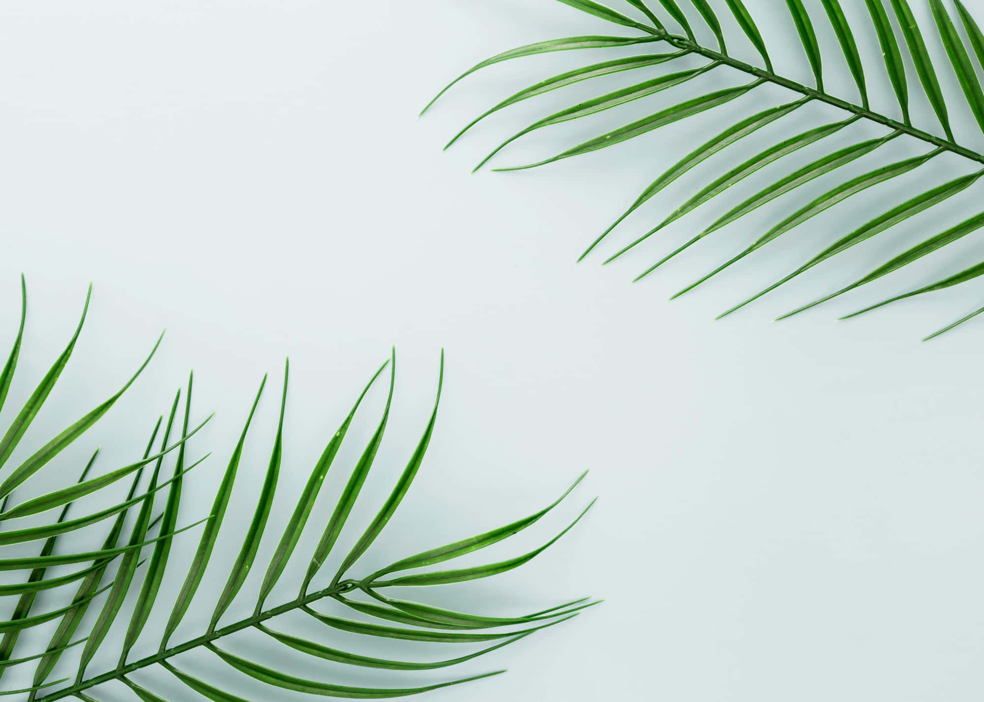 fresh palm fronds, light blue background, minimalist, Full HD Desktop Wallpaper
