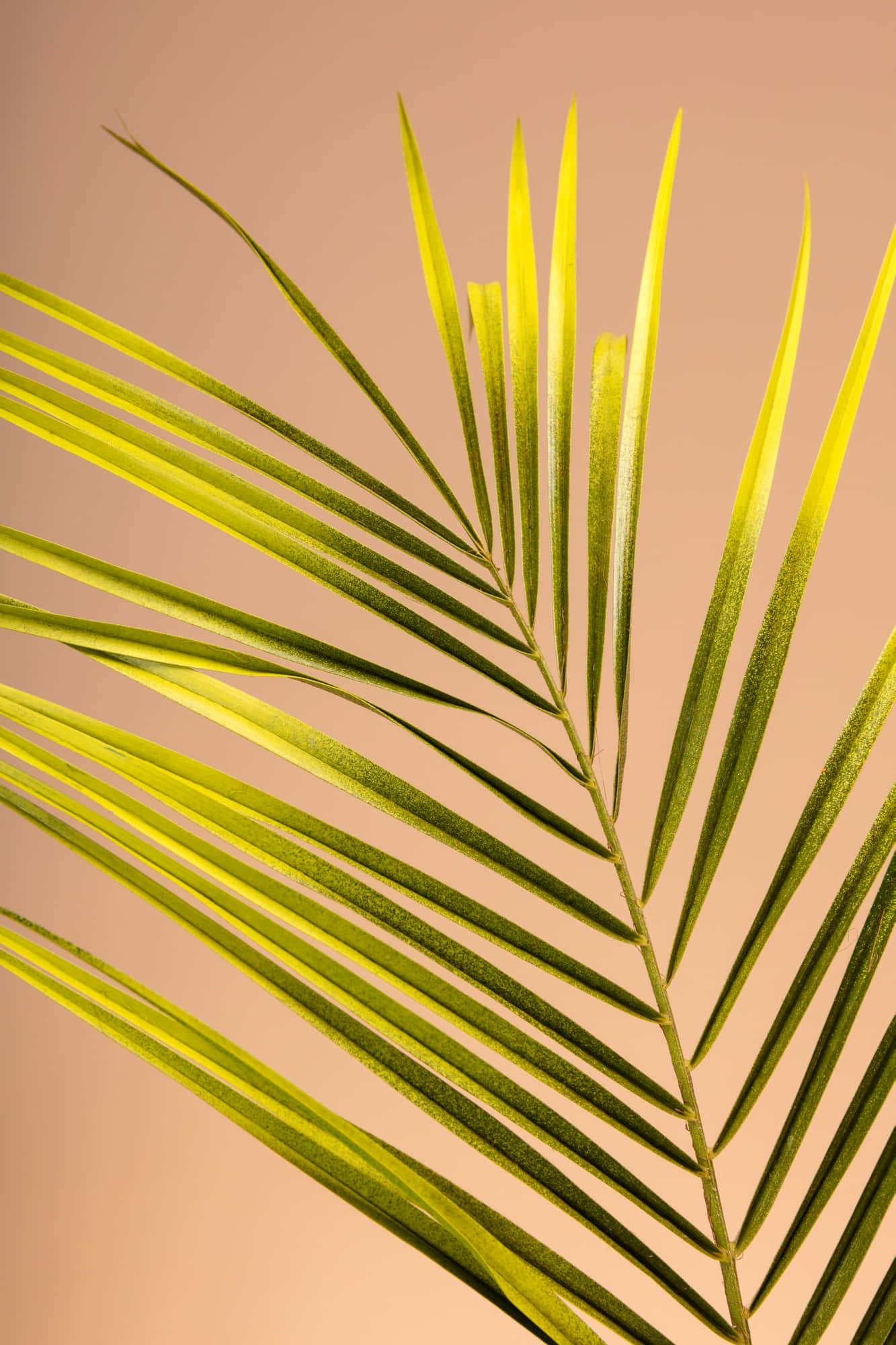 elegant palm frond backdrop, vibrant green, sunlit yellow highlights, Full HD Phone Wallpaper