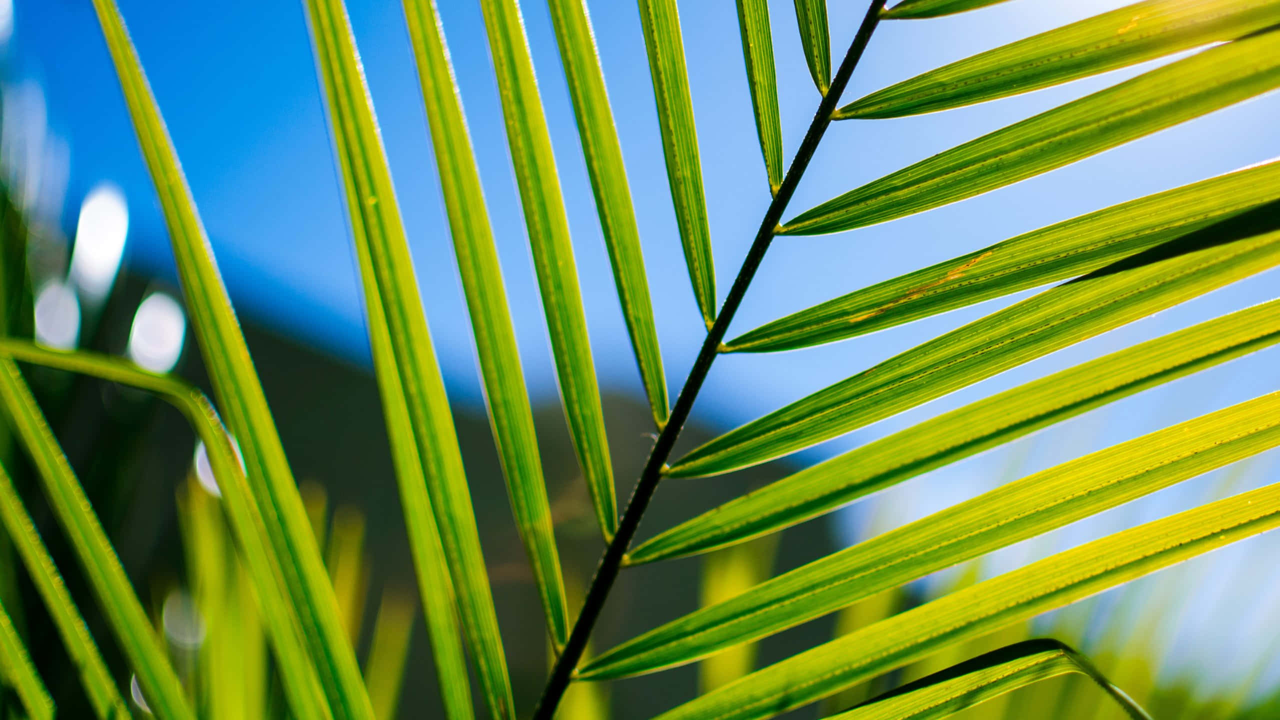 vibrant palm frond, sunlit green palm frond, sharp leaflets, 2K Desktop Wallpaper