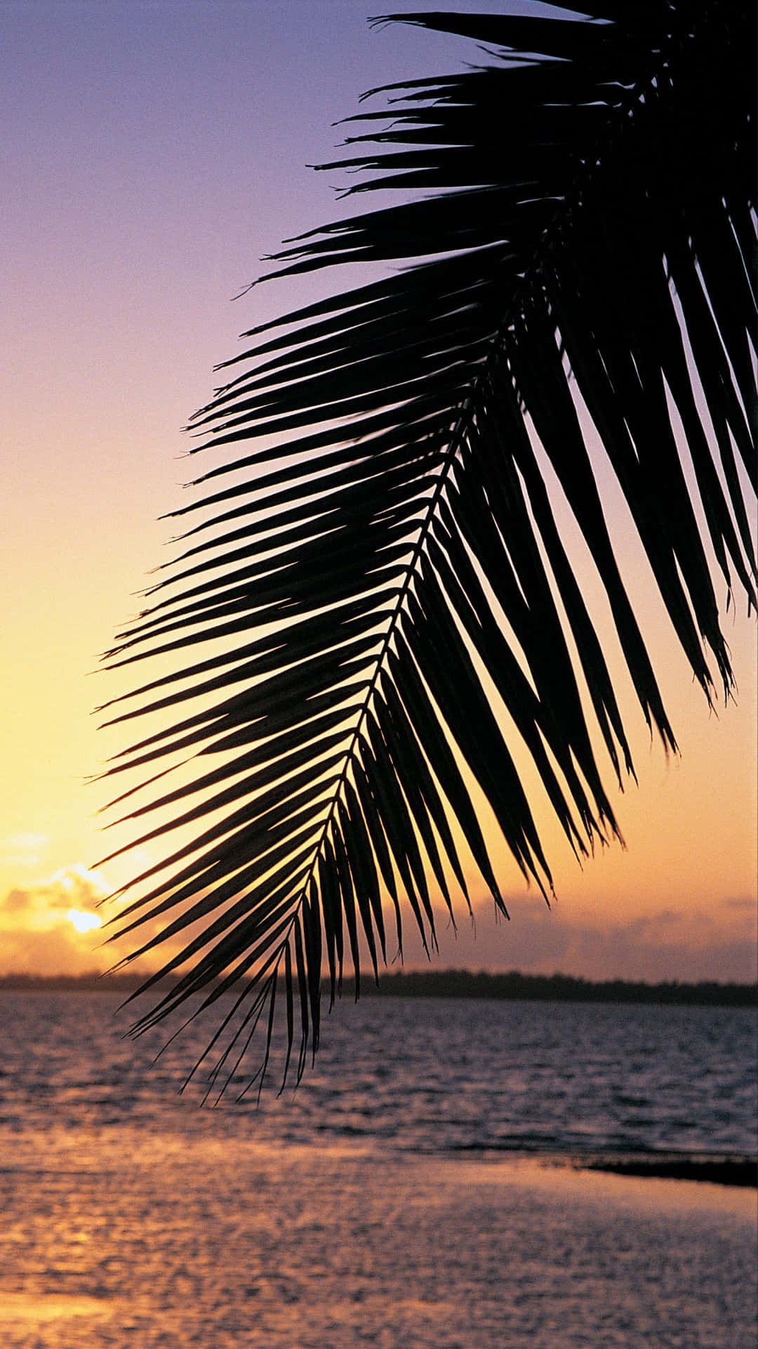 Palm Frond, Tropical Sunset, Calm Ocean Waters, Full HD Phone Wallpaper