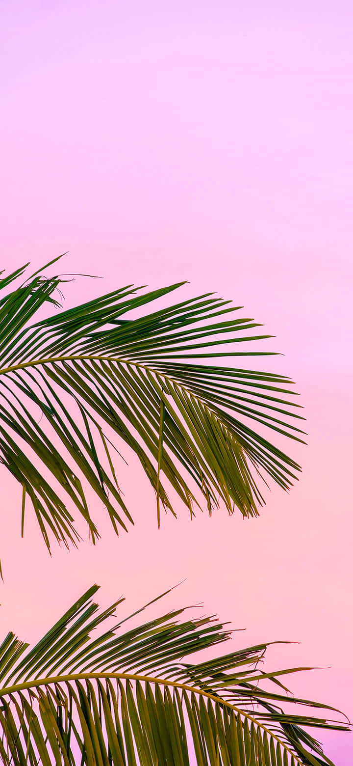 tropical palm frond, pink sky, lush green, HD Phone Wallpaper