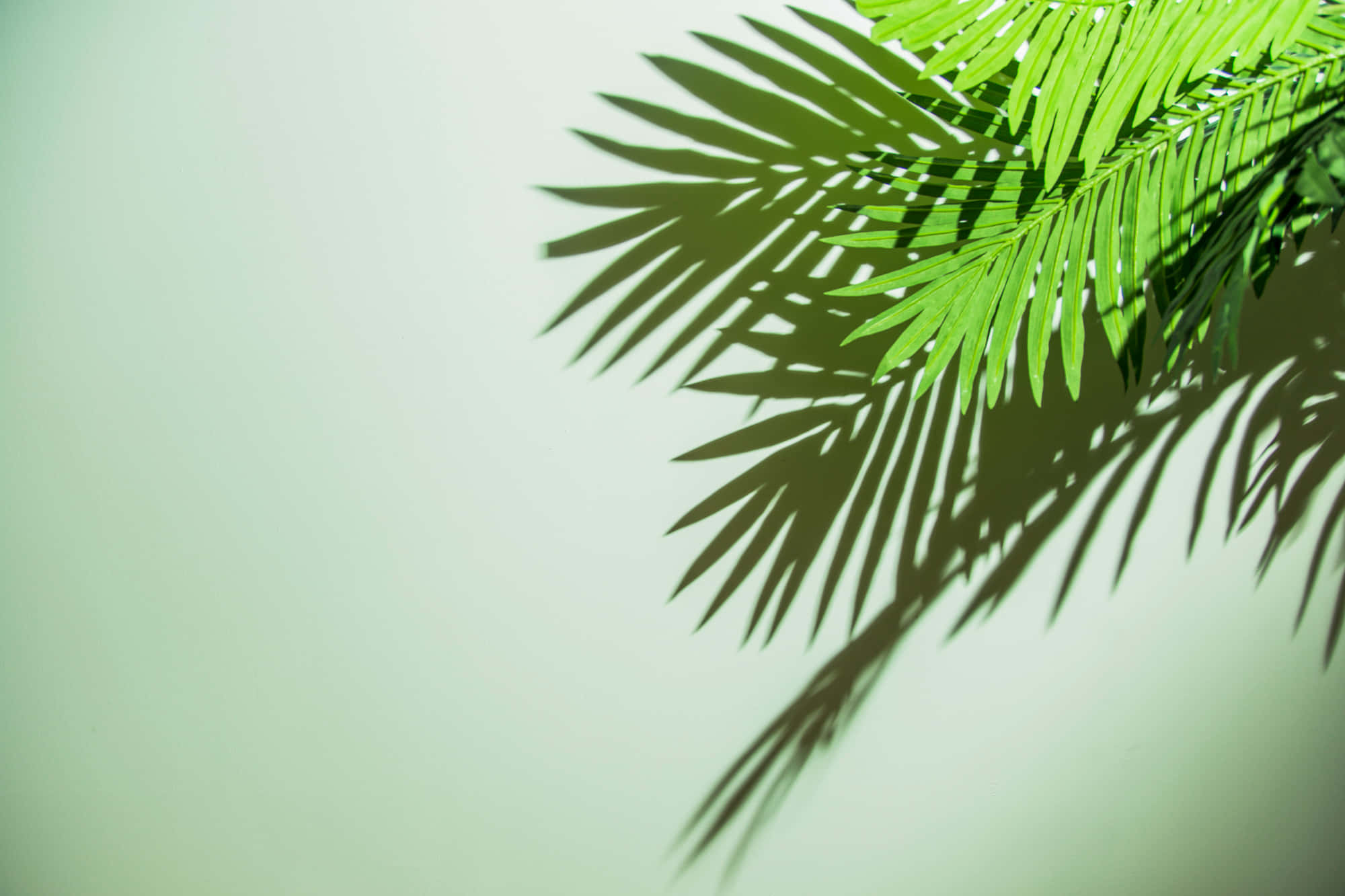 palm frond, sharp shadow, soft mint background, Full HD Desktop Wallpaper
