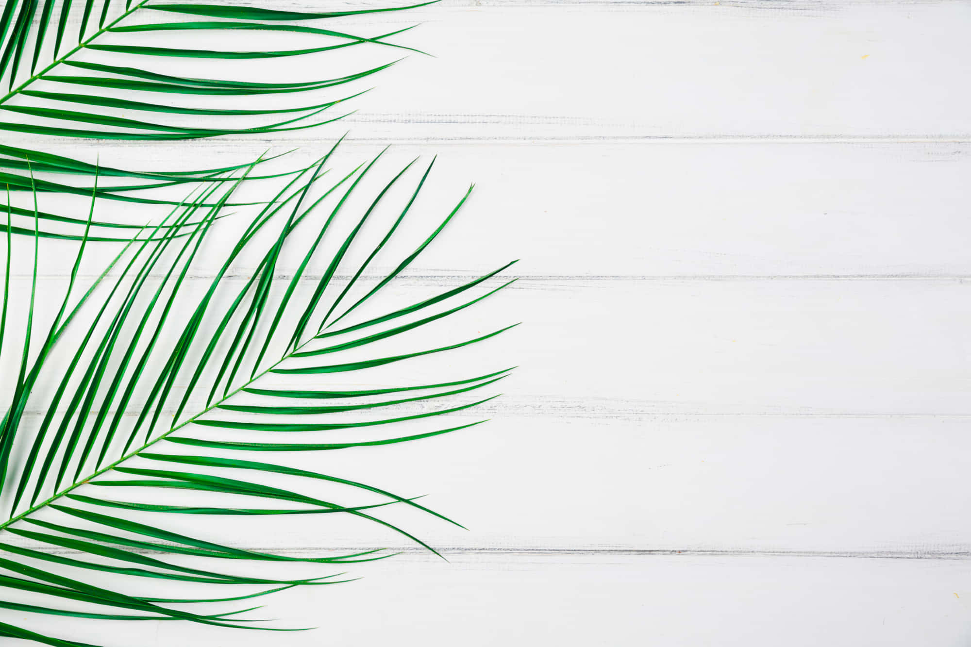 green palm frond, white wooden background, diagonally, Full HD Desktop Wallpaper