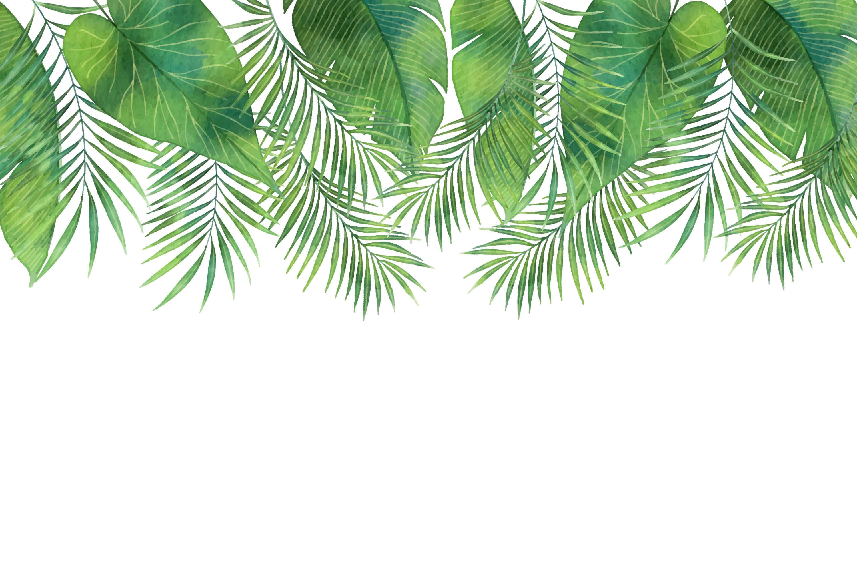 tropical palm fronds, white background, vibrant watercolor, 2K Desktop Wallpaper