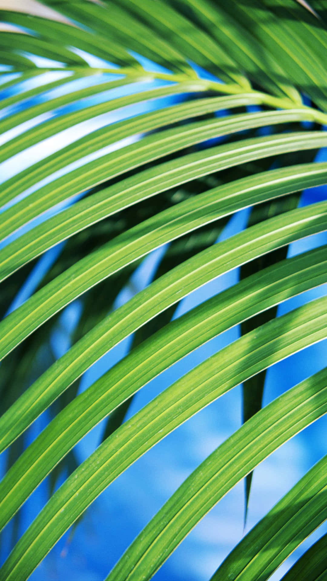 vibrant green, palm fronds, bright blue sky, Full HD Phone Wallpaper