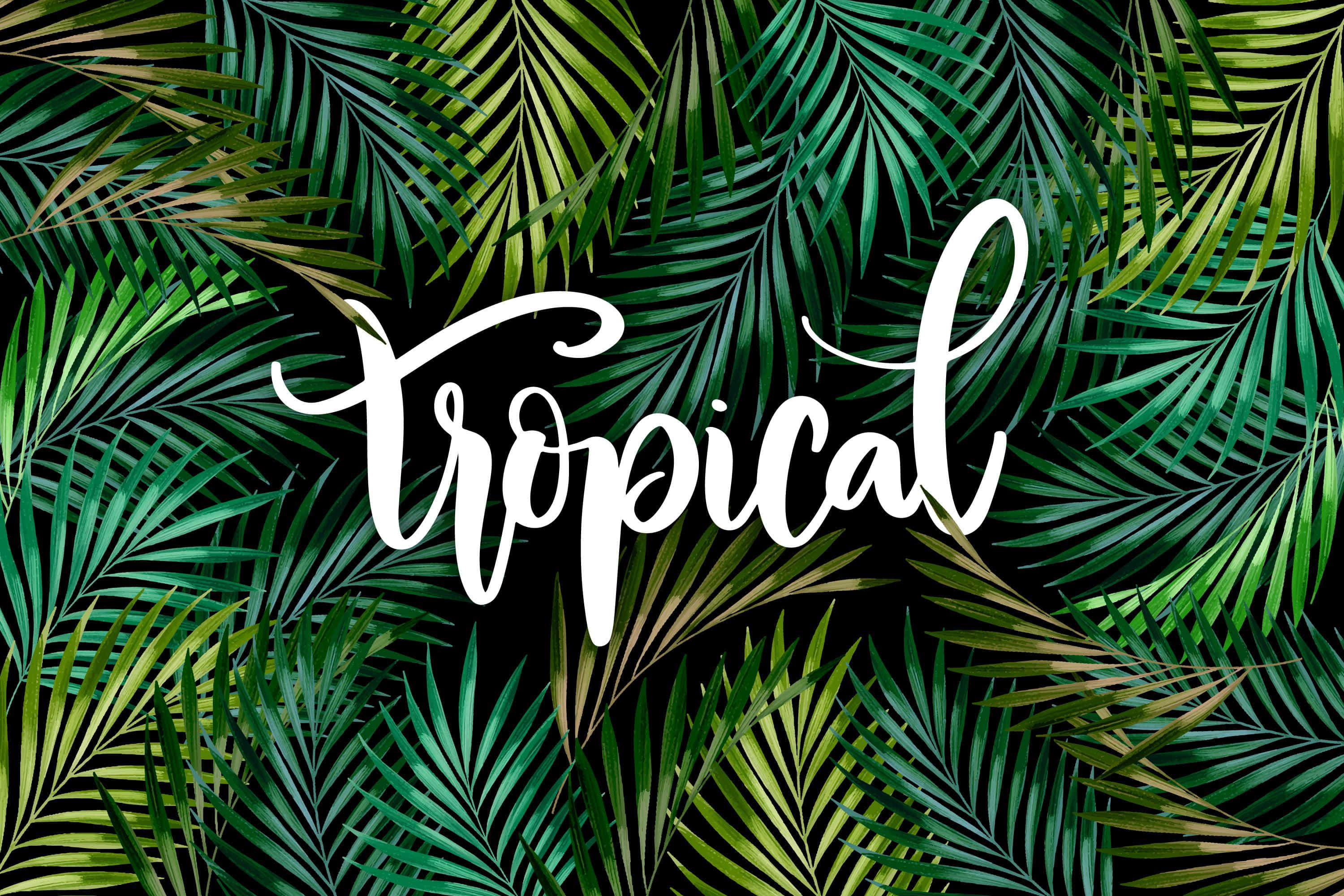 tropical palm frond pattern, vibrant green, black background, 2K Desktop Wallpaper