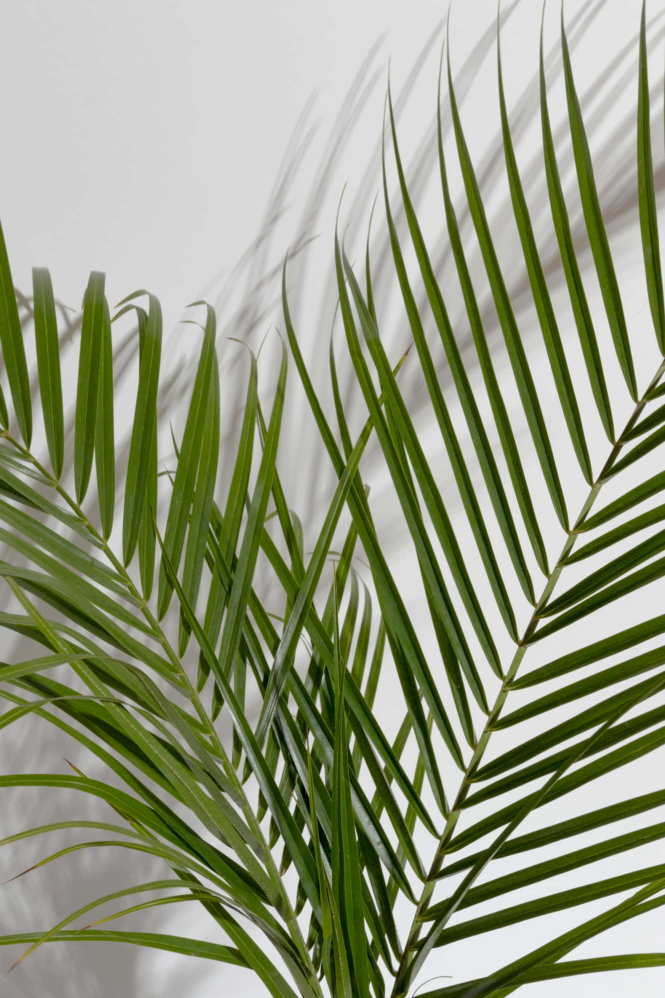 green palm frond, sharp shadows, minimalist white wall, Full HD Phone Wallpaper