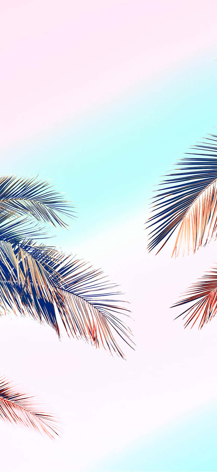 pastel toned palm fronds, blue and orange hues, soft gradient sky, HD Phone Wallpaper