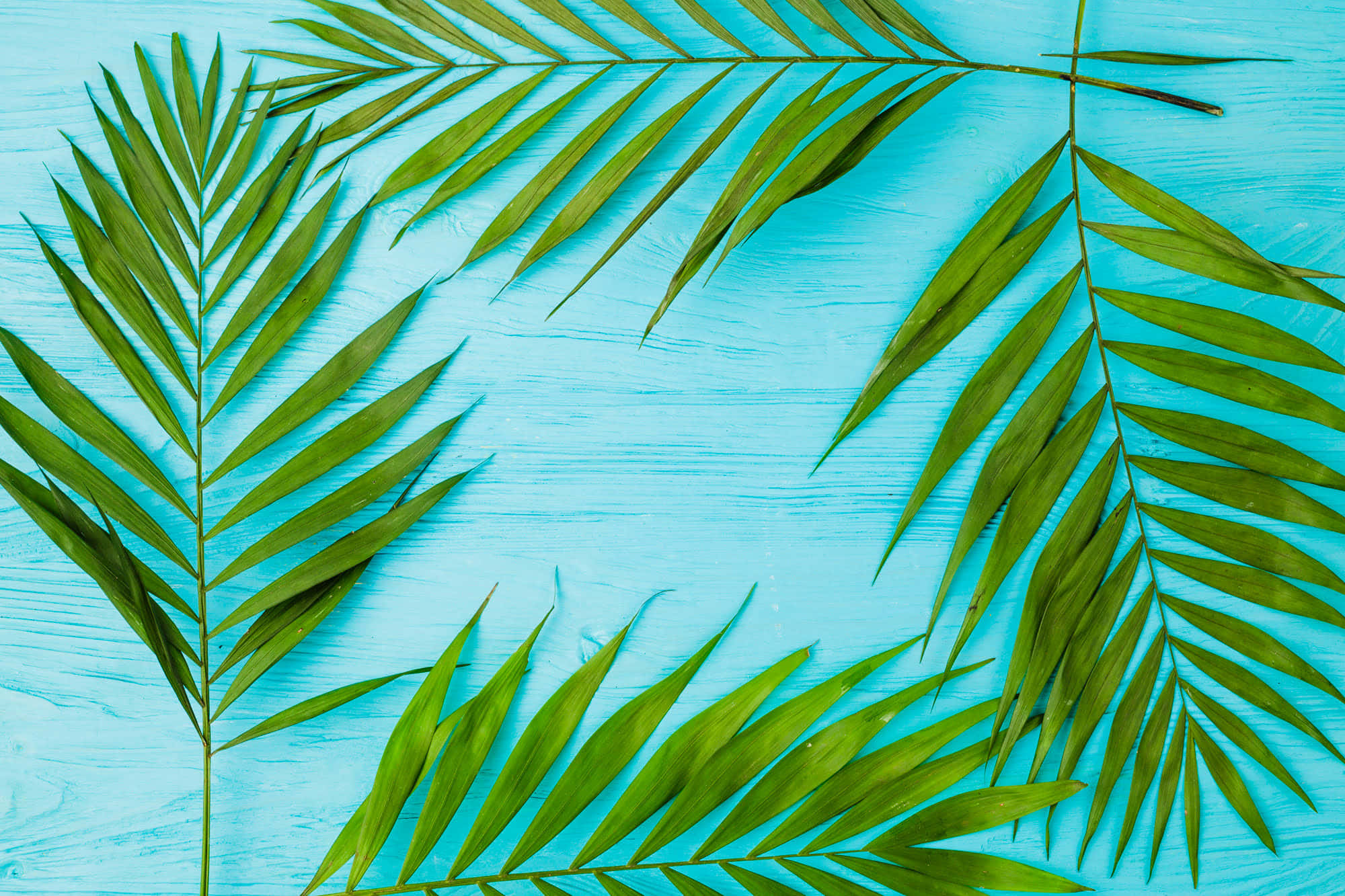 tropical palm fronds, blue background, vibrant green, Full HD Desktop Wallpaper