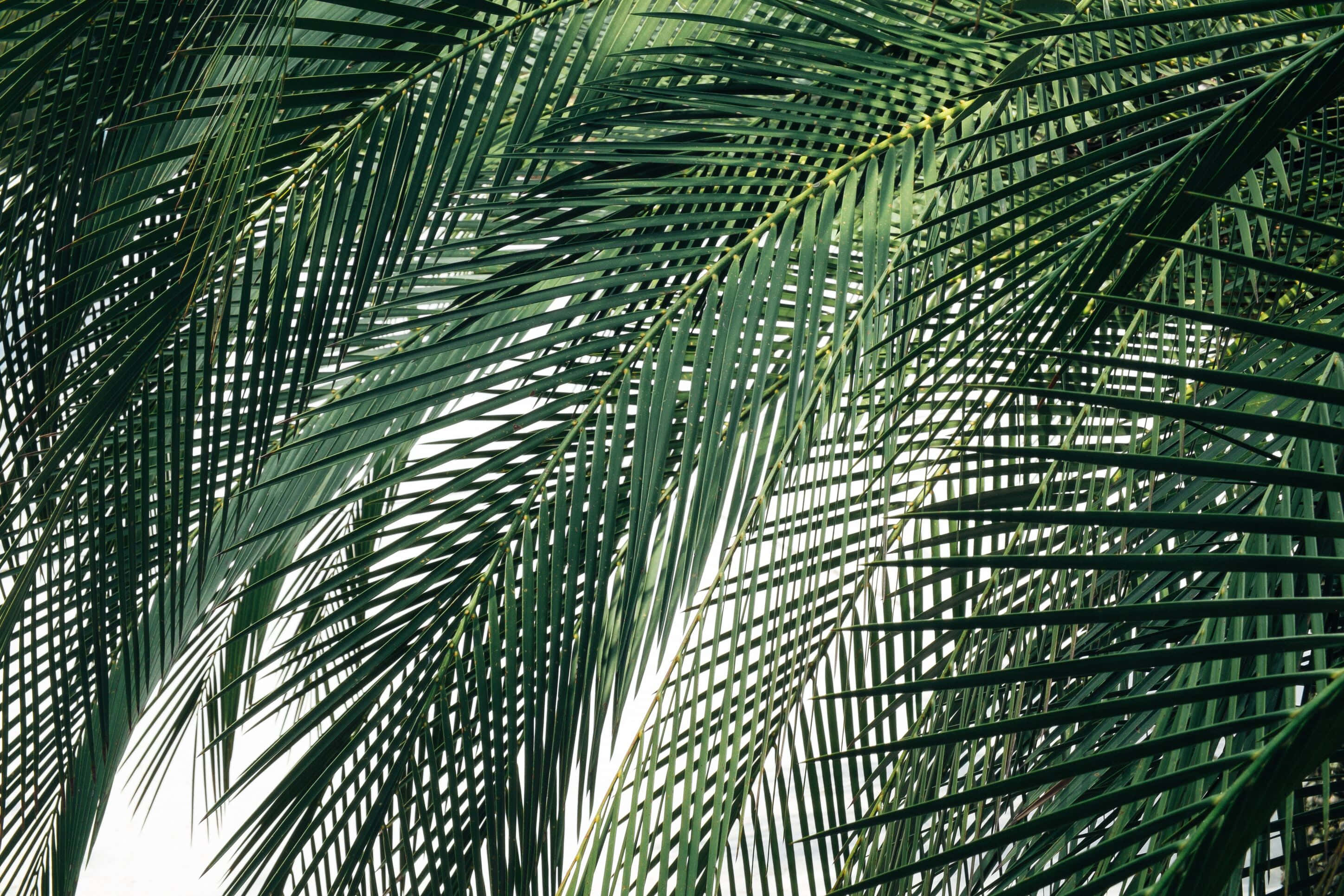 lush palm fronds backdrop, dense dark green palm fronds, natural geometric pattern, 2K Desktop Wallpaper