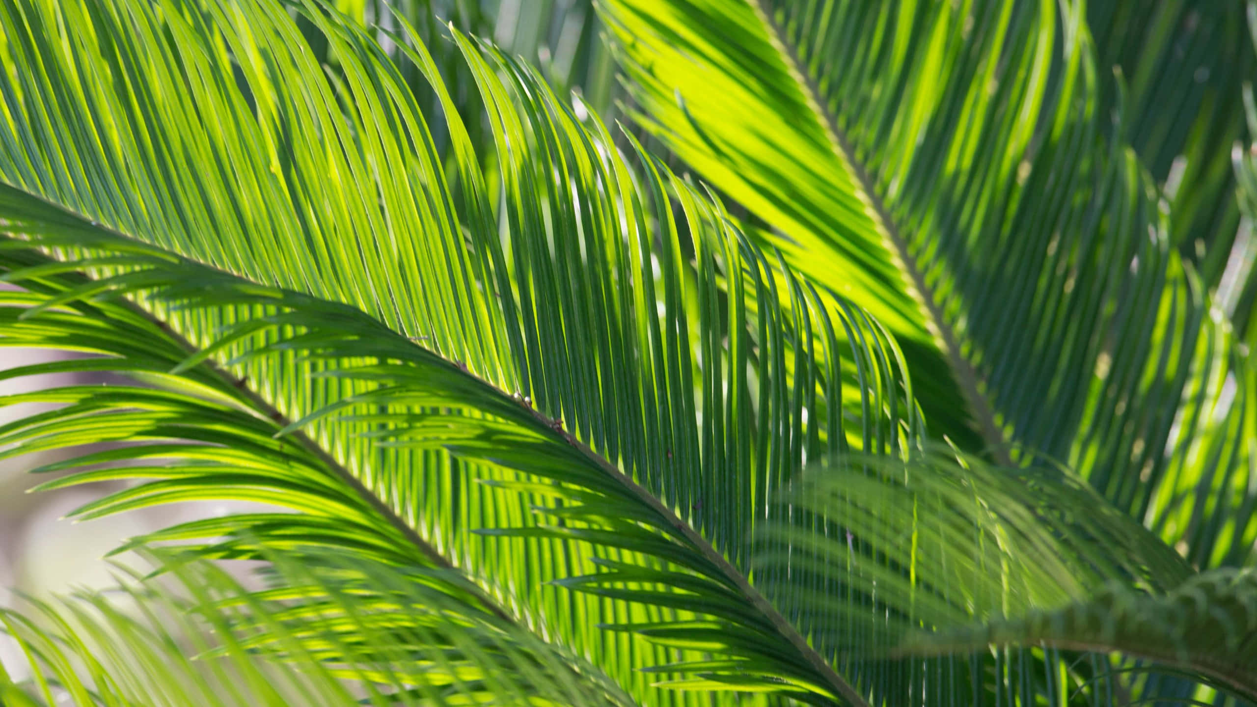 vibrant green, palm fronds, sharp serrated edges, 2K Desktop Wallpaper