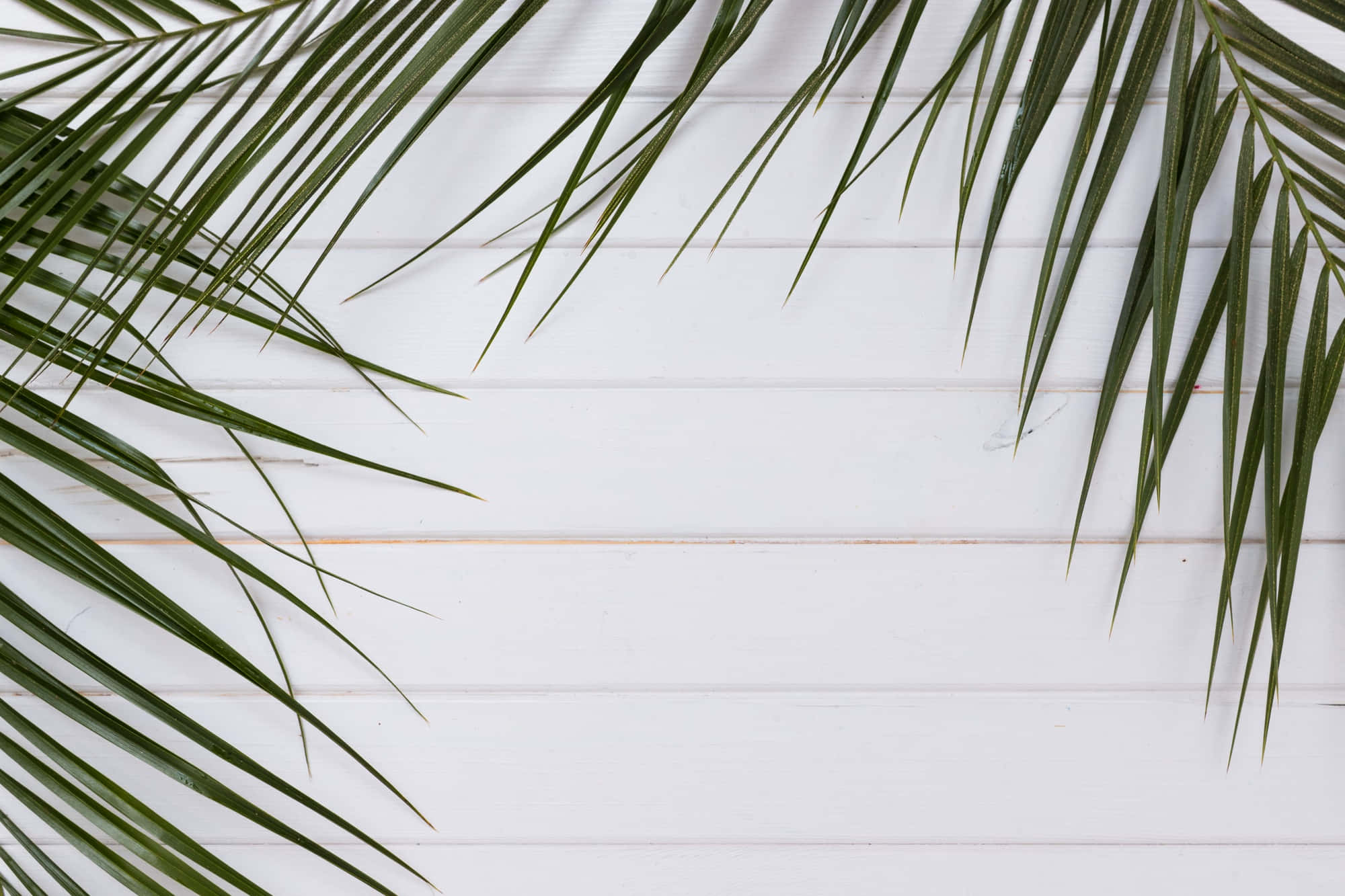 palm frond, white wooden background, fresh green, Full HD Desktop Wallpaper