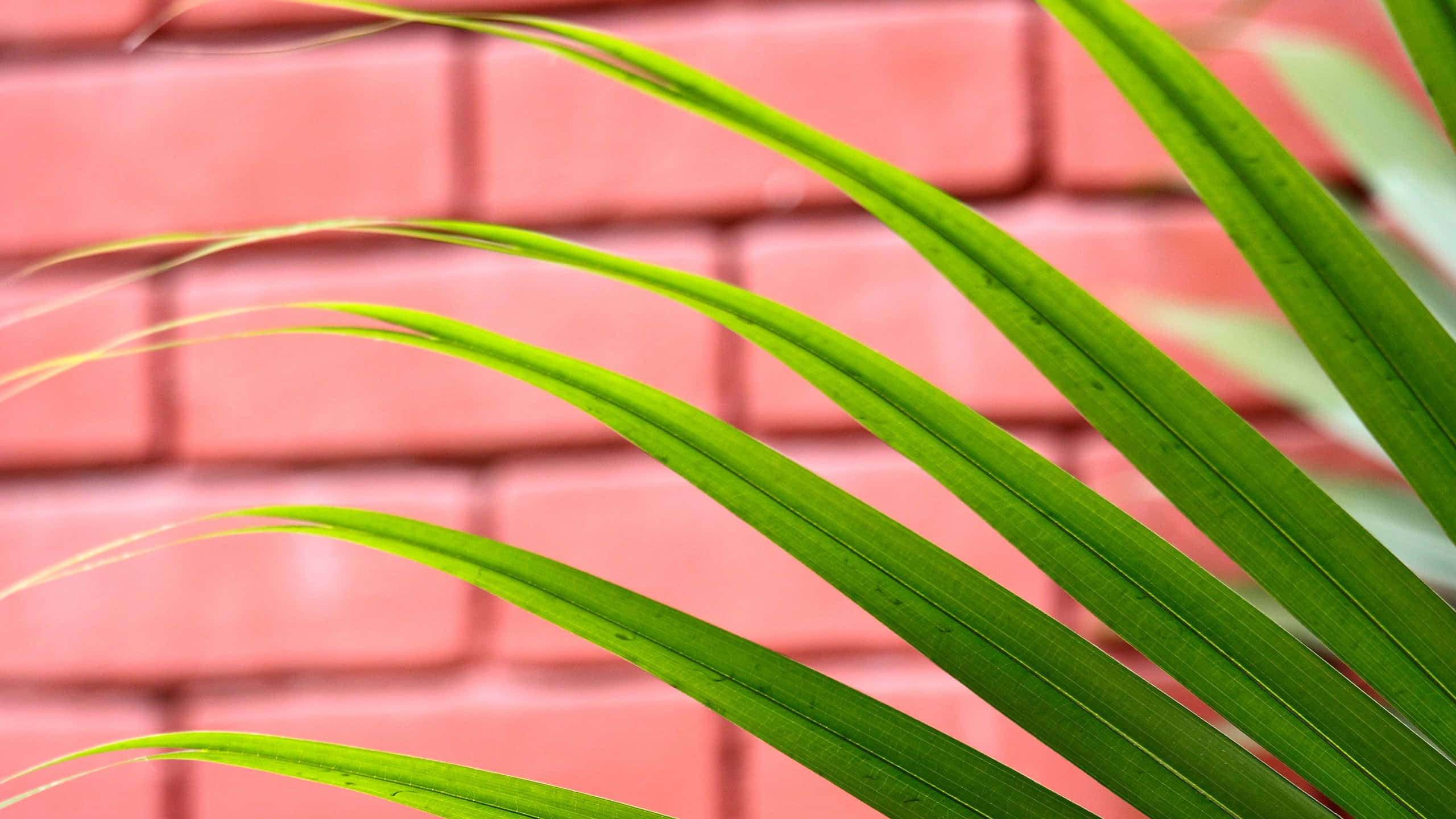 green palm frond, coral brick wall, vibrant green, 2K Desktop Wallpaper