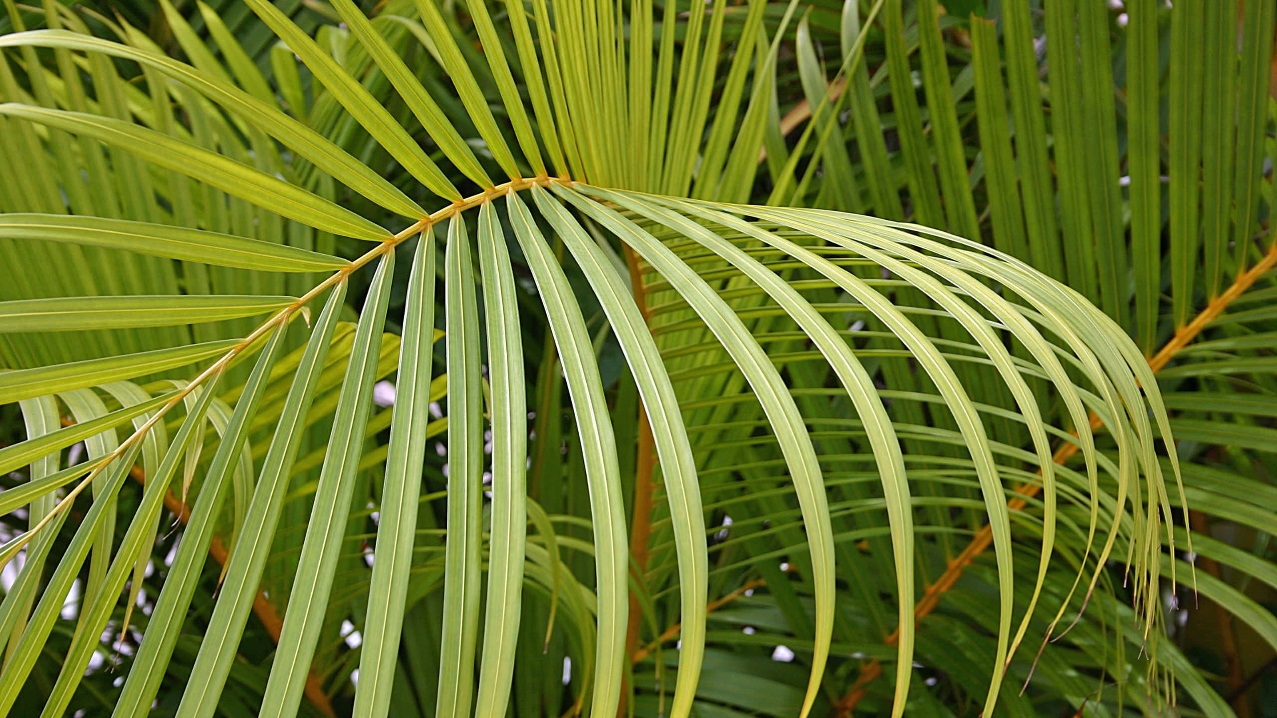 vibrant green, palm fronds, slender leaflets, 2K Desktop Wallpaper