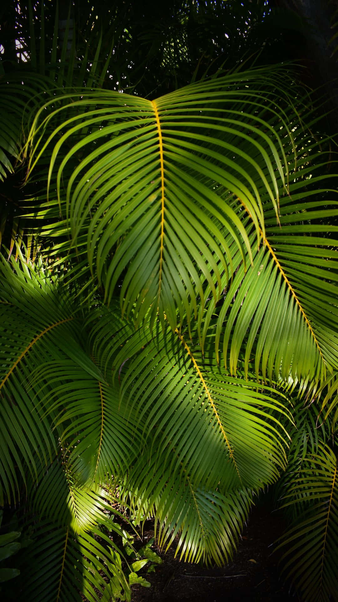 Sunlit Palm Frondin Tropical Garden, vibrant green, dappled shadows, Full HD Phone Wallpaper