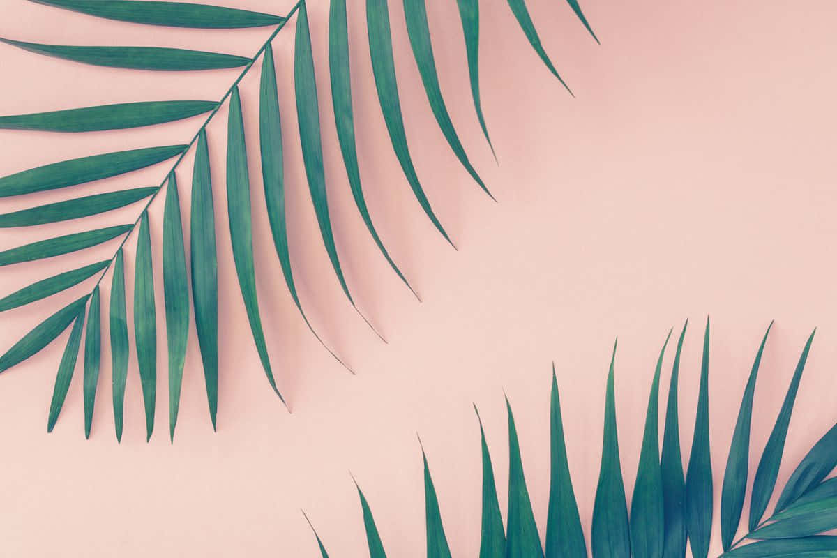 minimalist palm fronds, pink backdrop, vibrant green palm fronds, SD Desktop Wallpaper