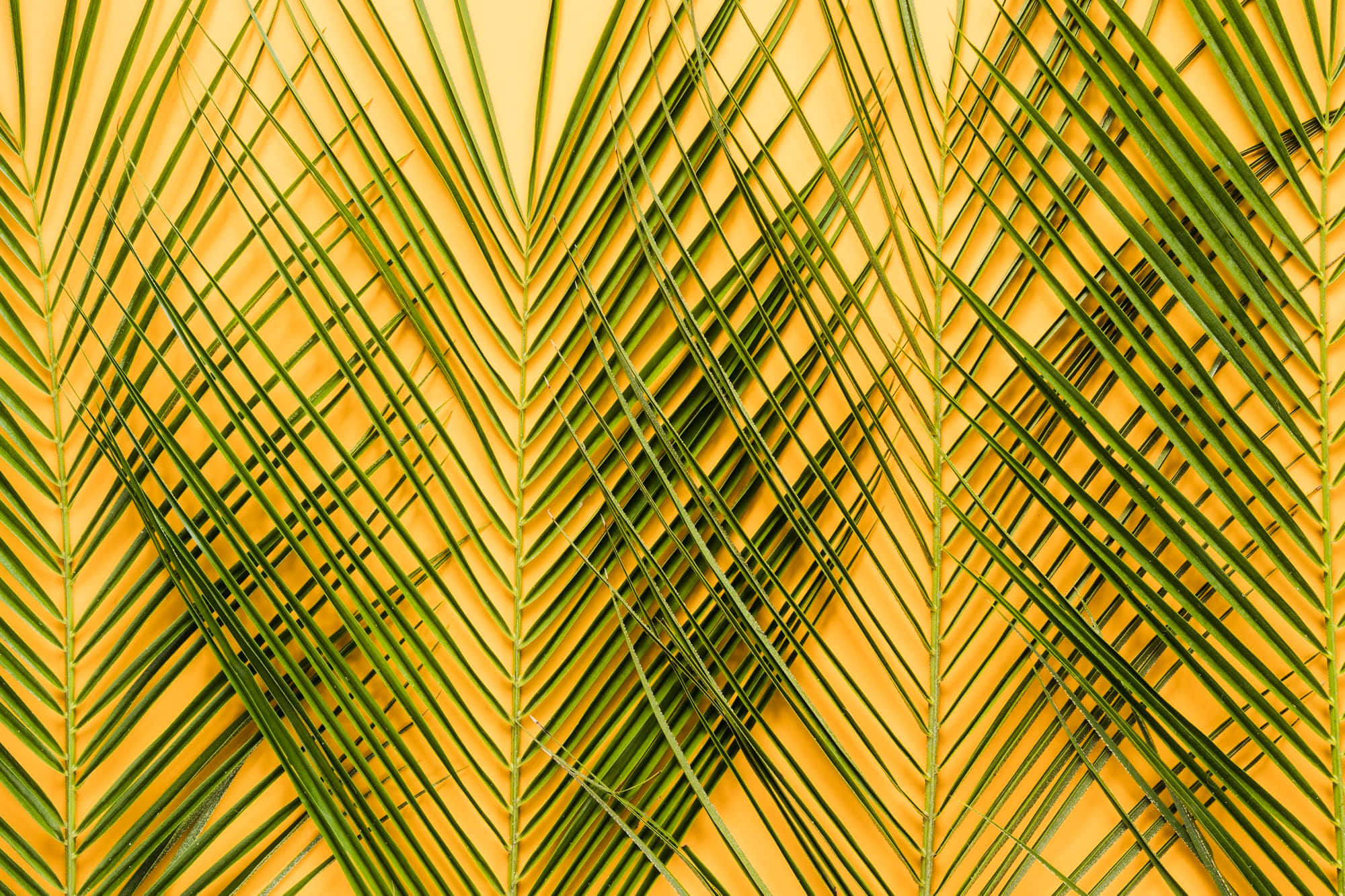 golden palm frond pattern, green palm fronds, vibrant yellow background, Full HD Desktop Wallpaper