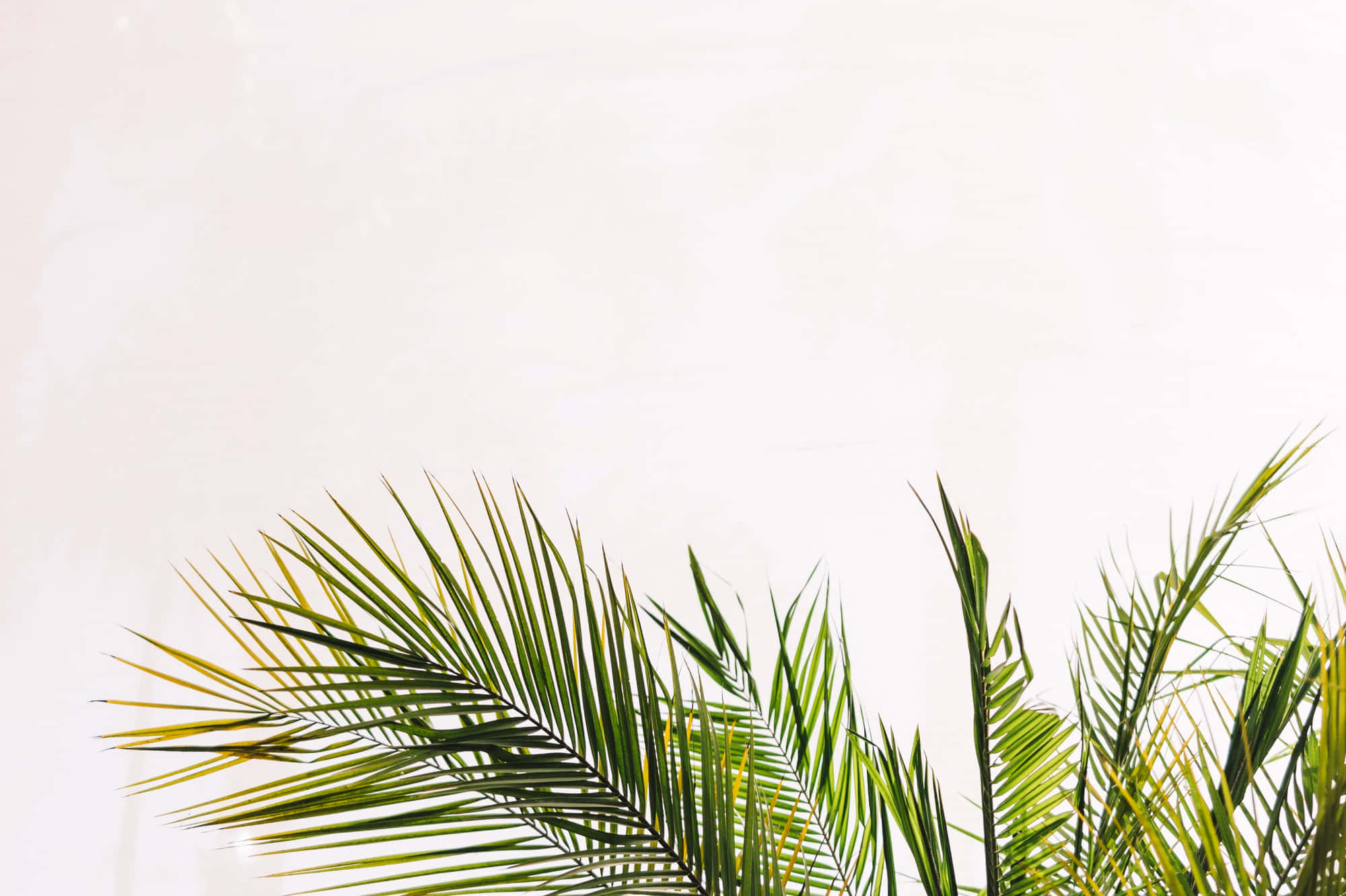 tropical palm fronds, off-white wall, vibrant green, Full HD Desktop Wallpaper