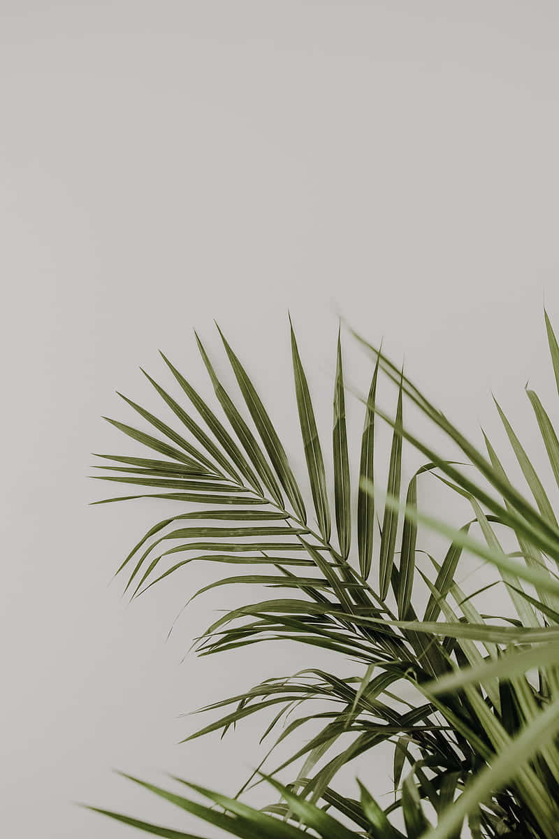 palm fronds, green, white background, SD Phone Wallpaper