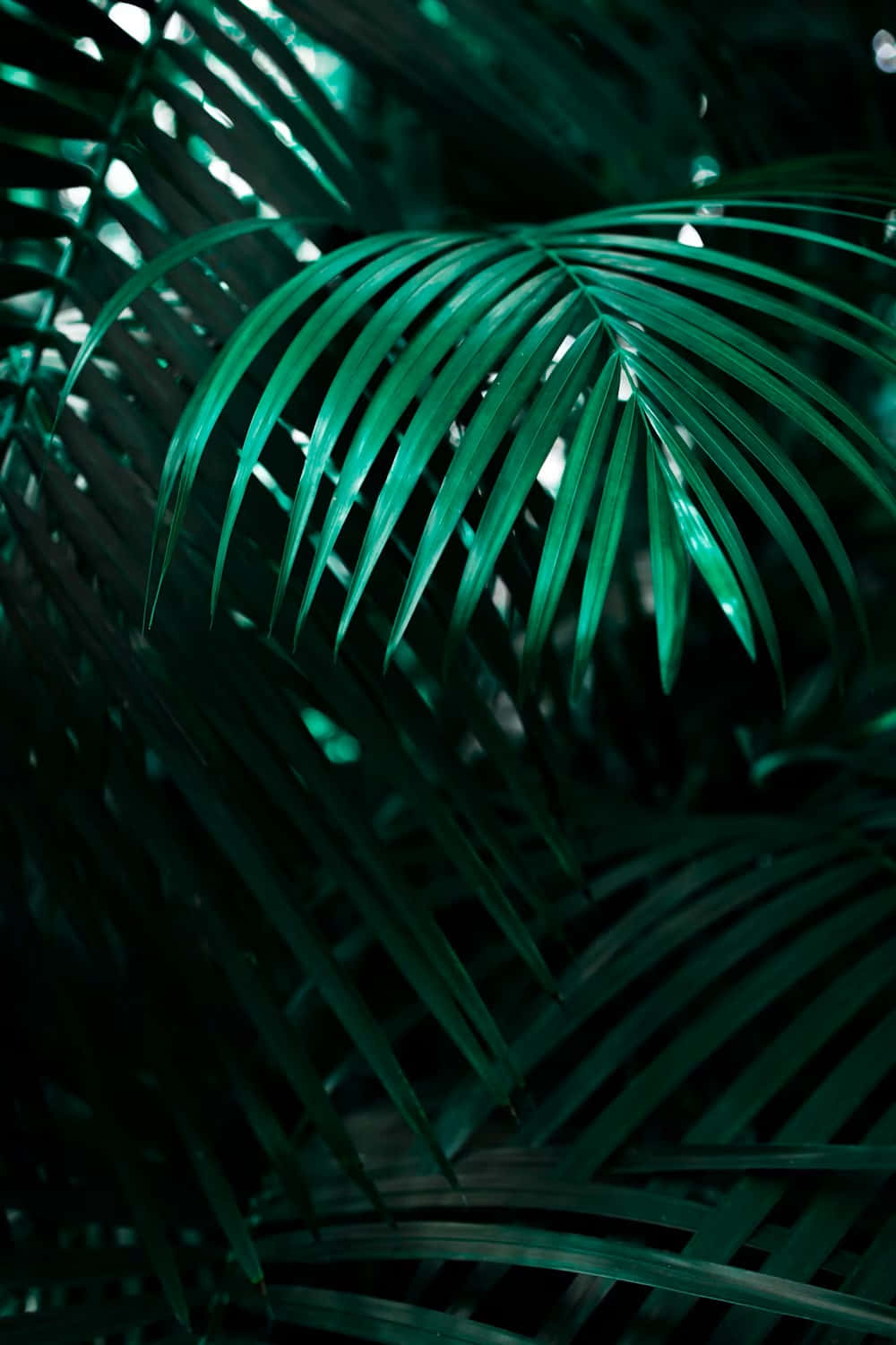 tropical palm fronds, dark green tones, backlighting, HD Phone Wallpaper