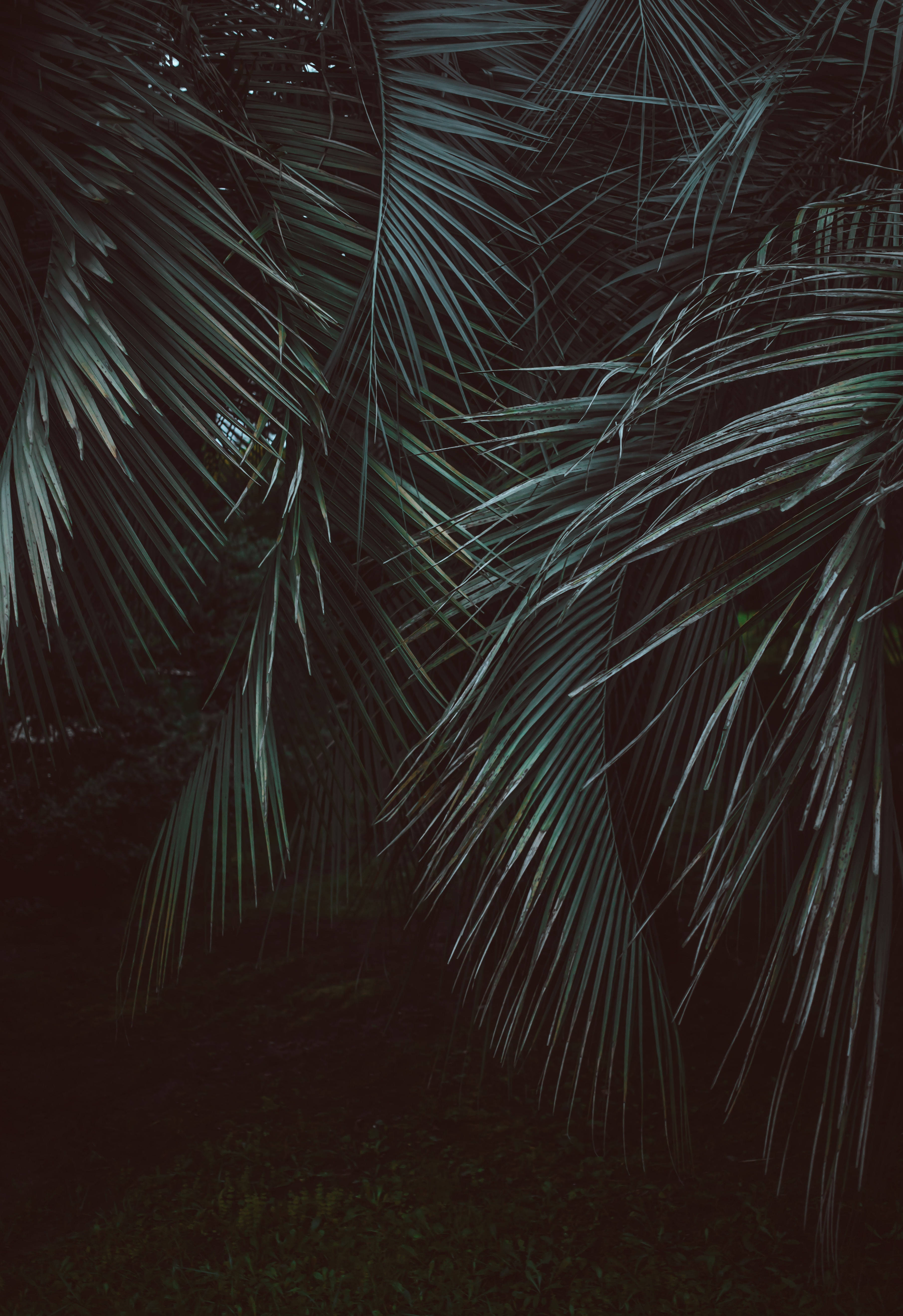 Feather-Leaved Palms, jungle, tropical night, 5K Phone Wallpaper