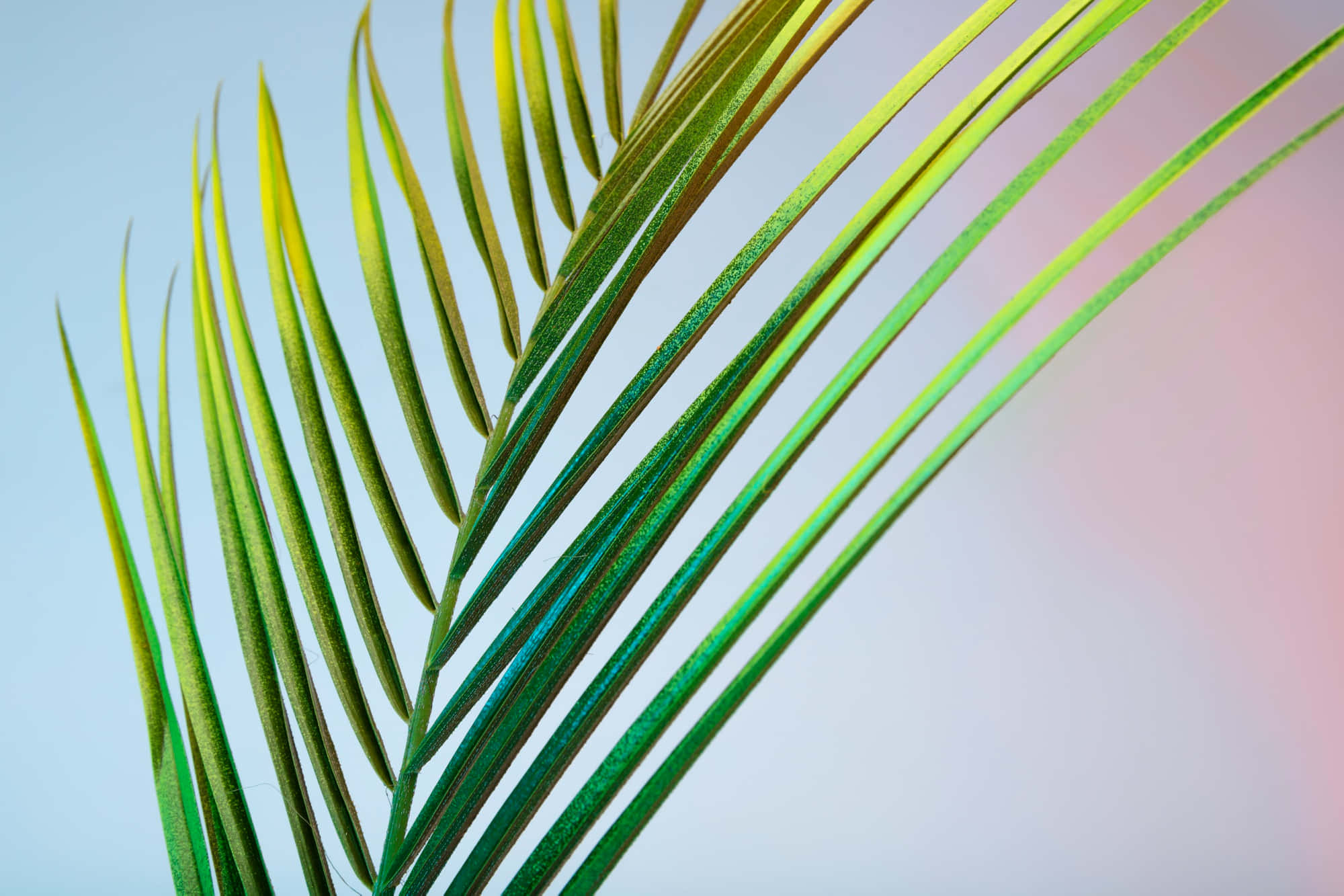 vibrant green palm frond, yellow highlights, soft gradient sky background, Full HD Desktop Wallpaper
