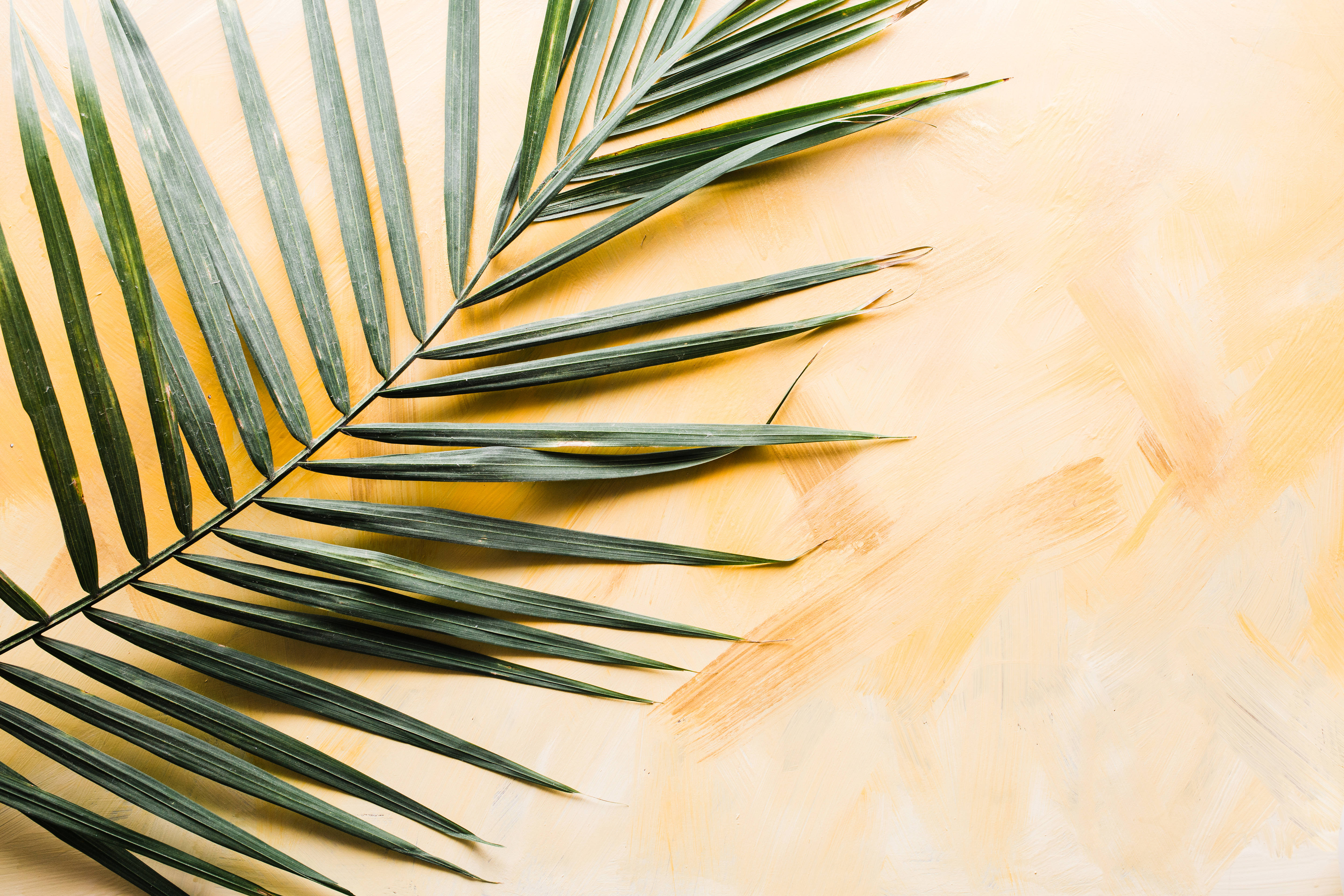 palm, limewash, zoom backgrounds, 5K Desktop Wallpaper