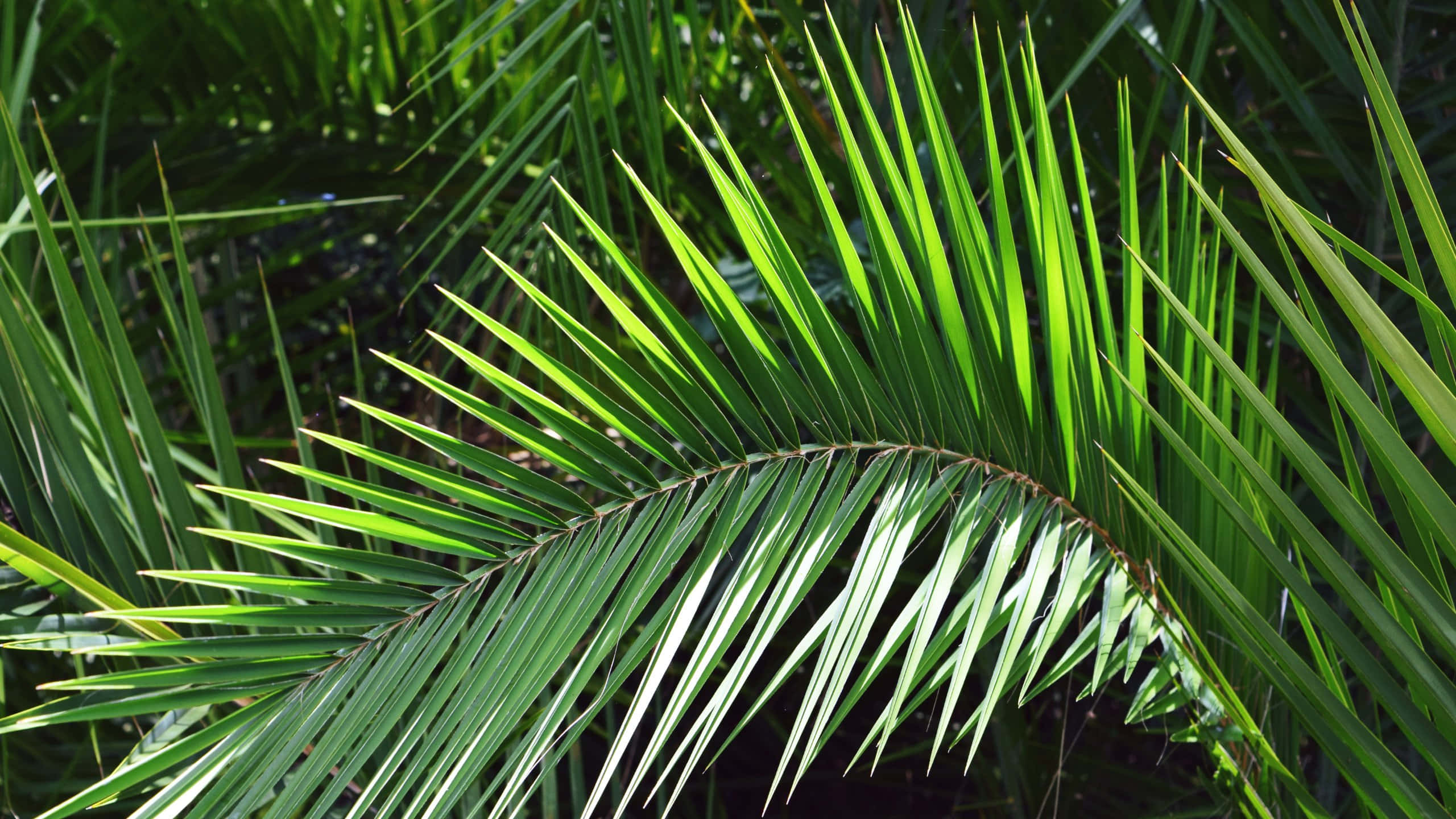 vibrant green, sunlit palm fronds, sharp pointed leaves, 2K Desktop Wallpaper
