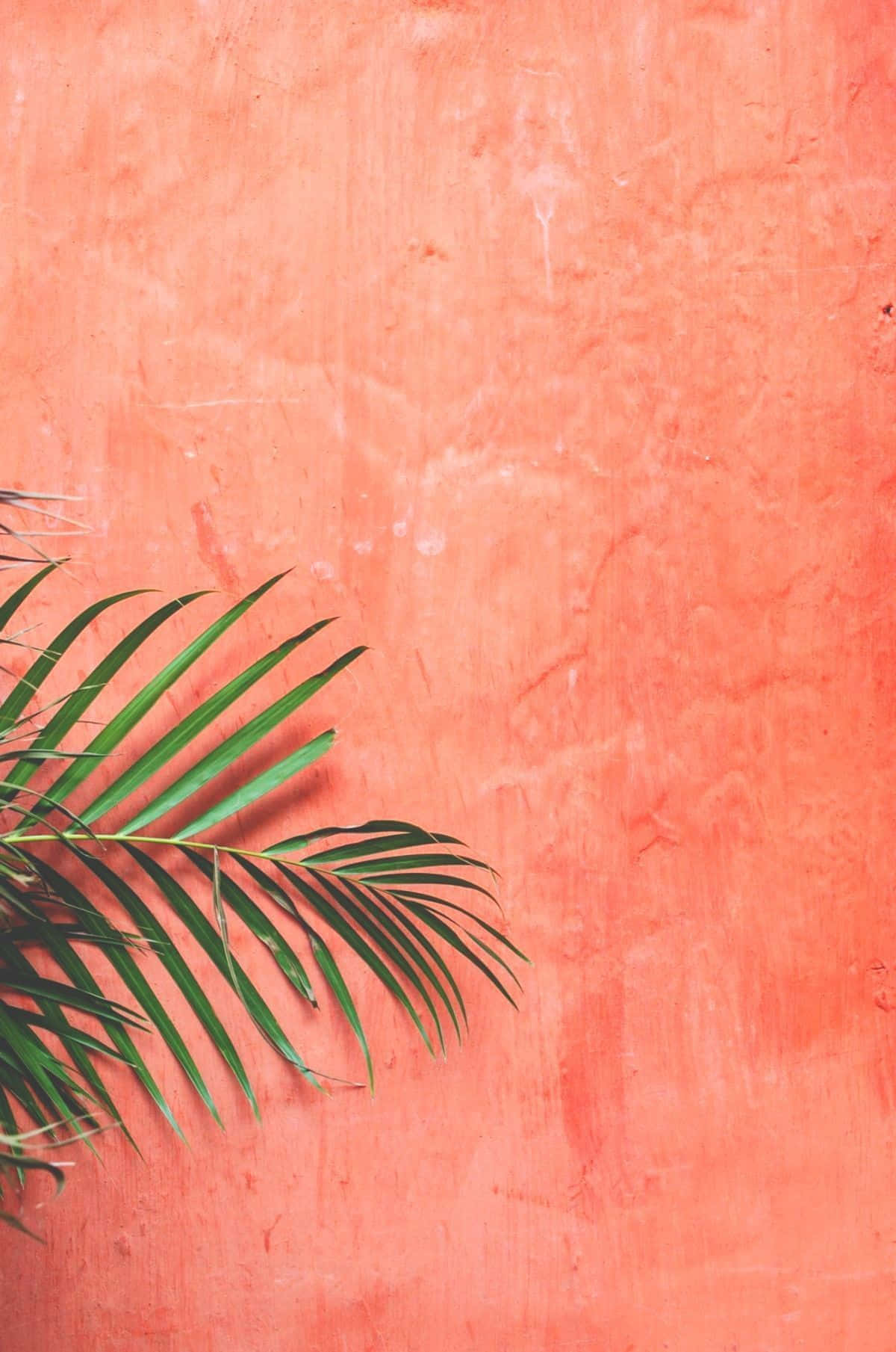 palm frond, coral orange wall, textured wall, HD Phone Wallpaper