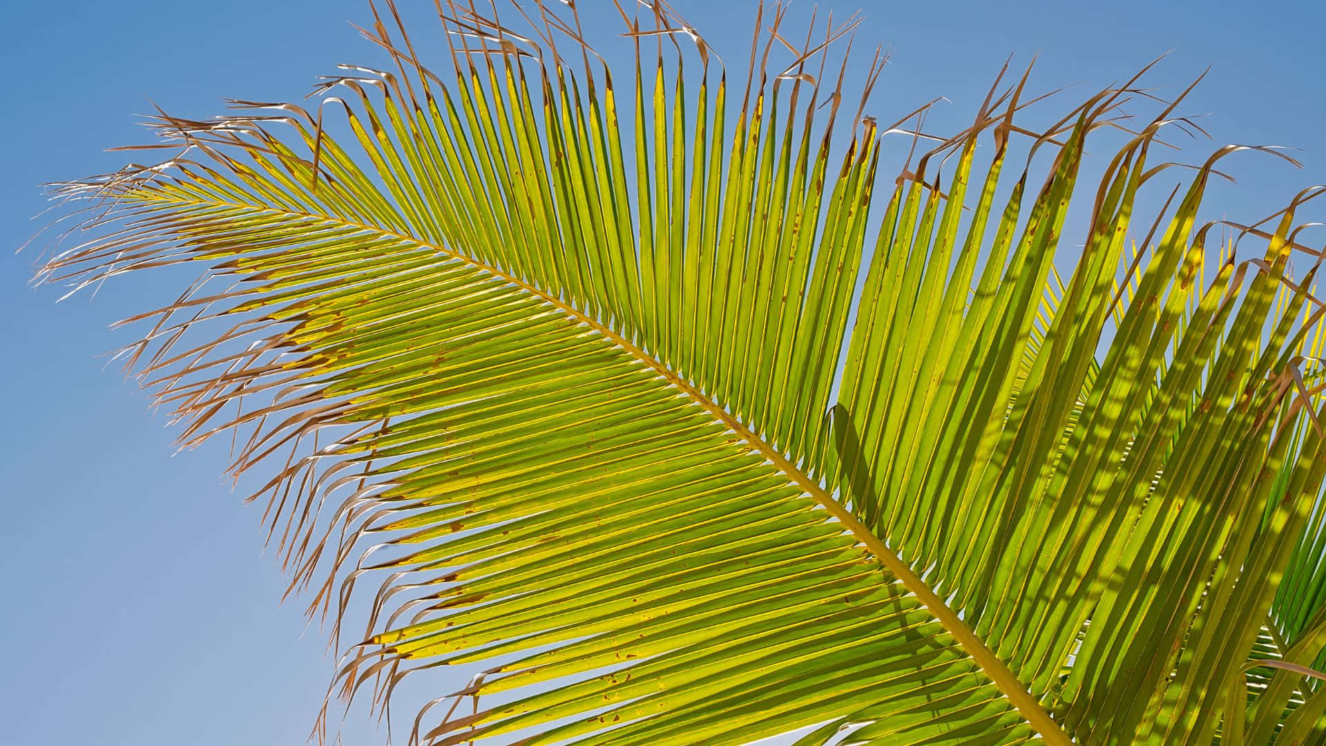 palm frond, vibrant green, brown tips, Full HD Desktop Wallpaper