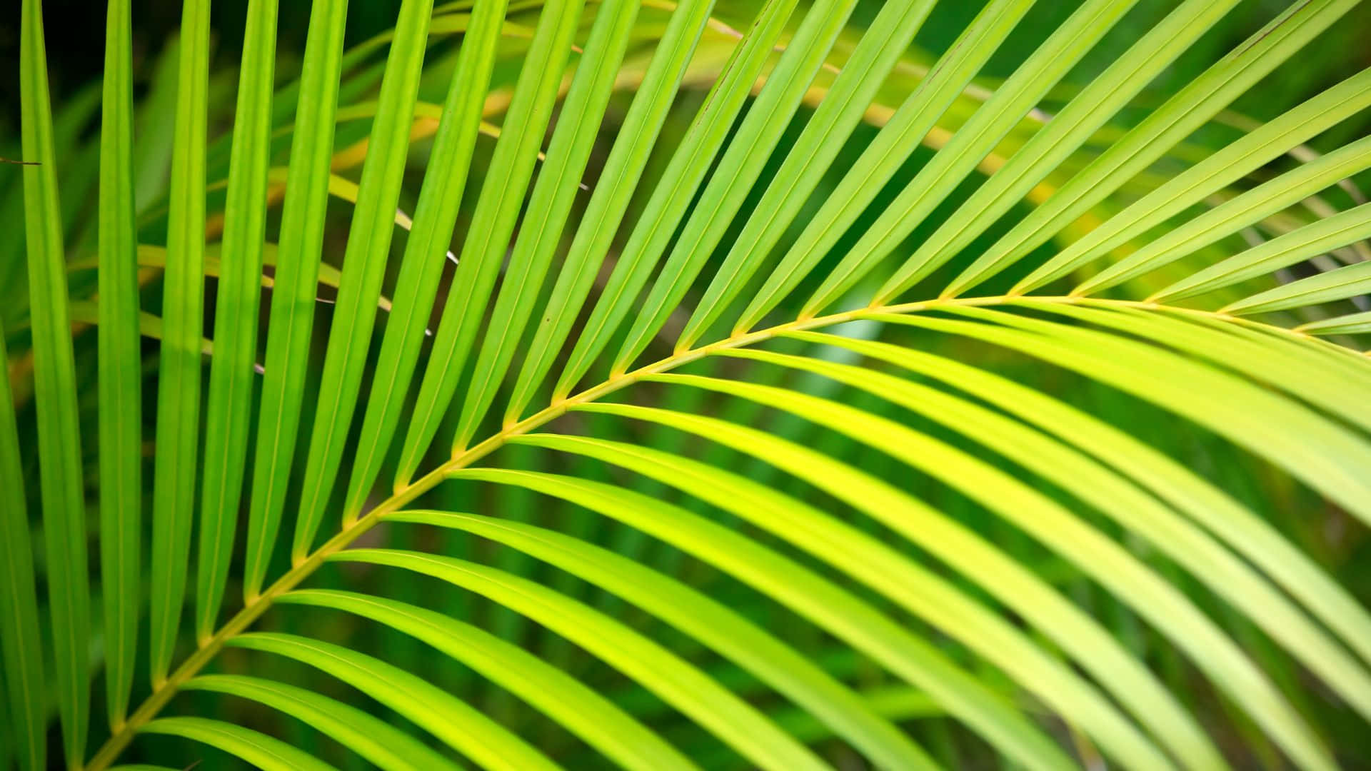 palm frond, vibrant green, sunlit leaflets, Full HD Desktop Wallpaper