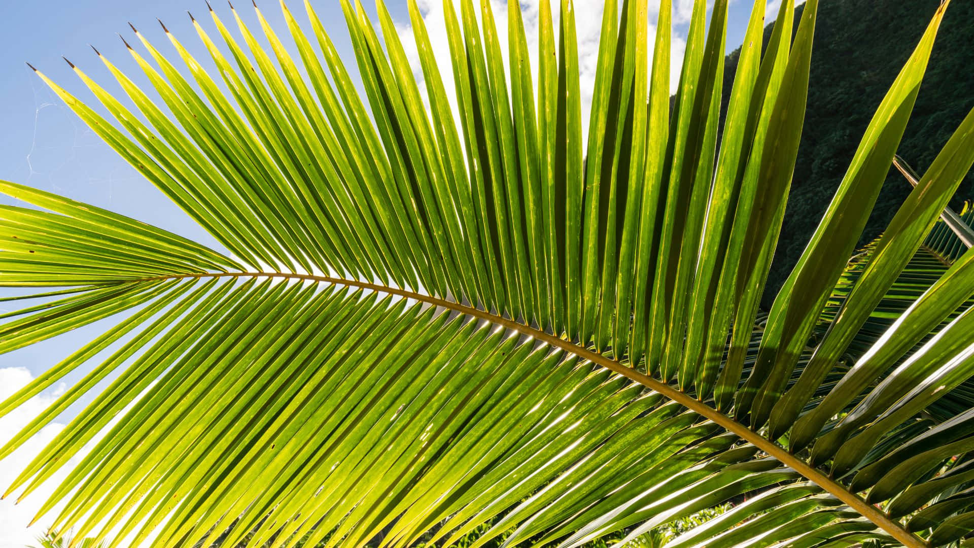palm frond, vibrant green, bright blue sky, Full HD Desktop Wallpaper